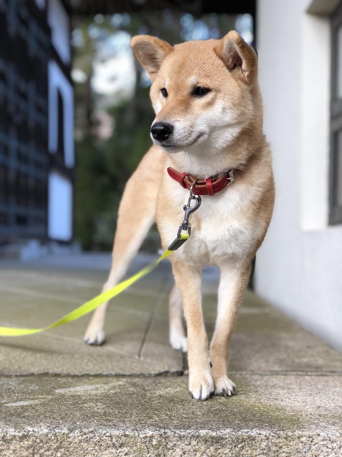 わんにゃんサイトの犬の写真