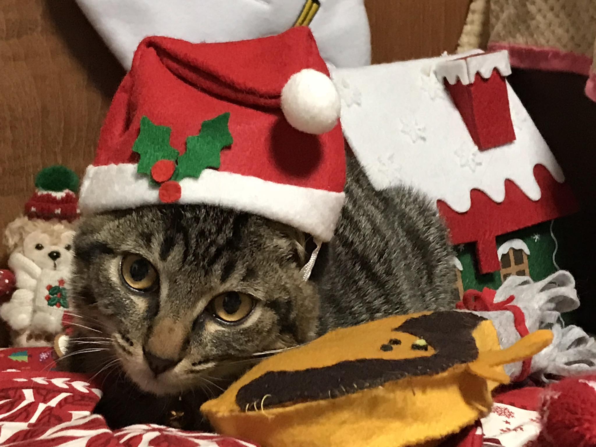 わんにゃんサイトの猫の写真