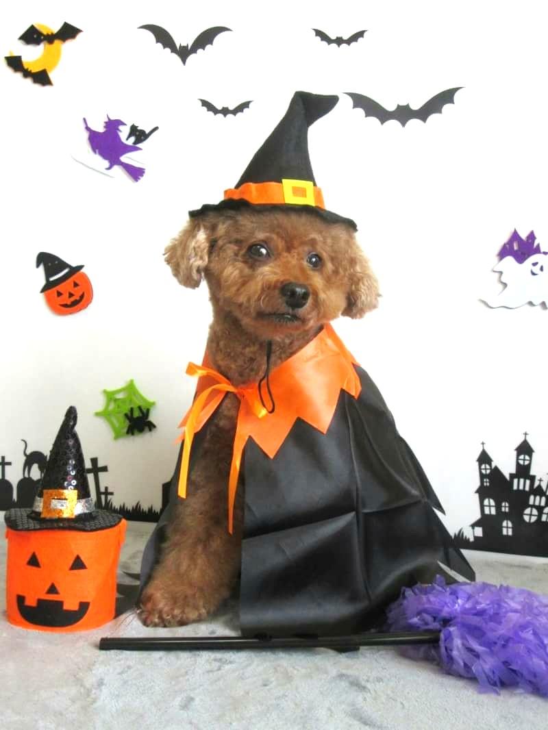 わんにゃんサイトの犬の写真