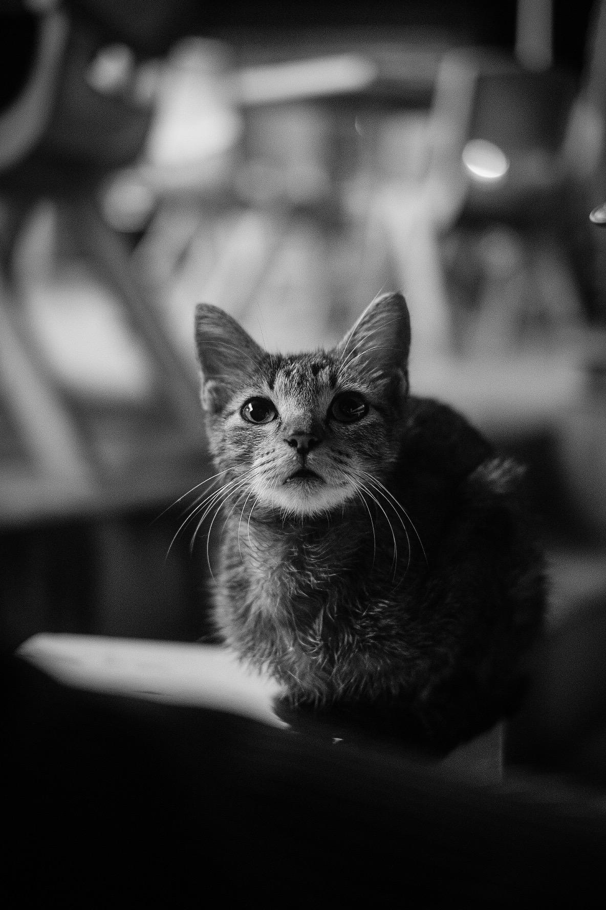 わんにゃんサイトの猫の写真