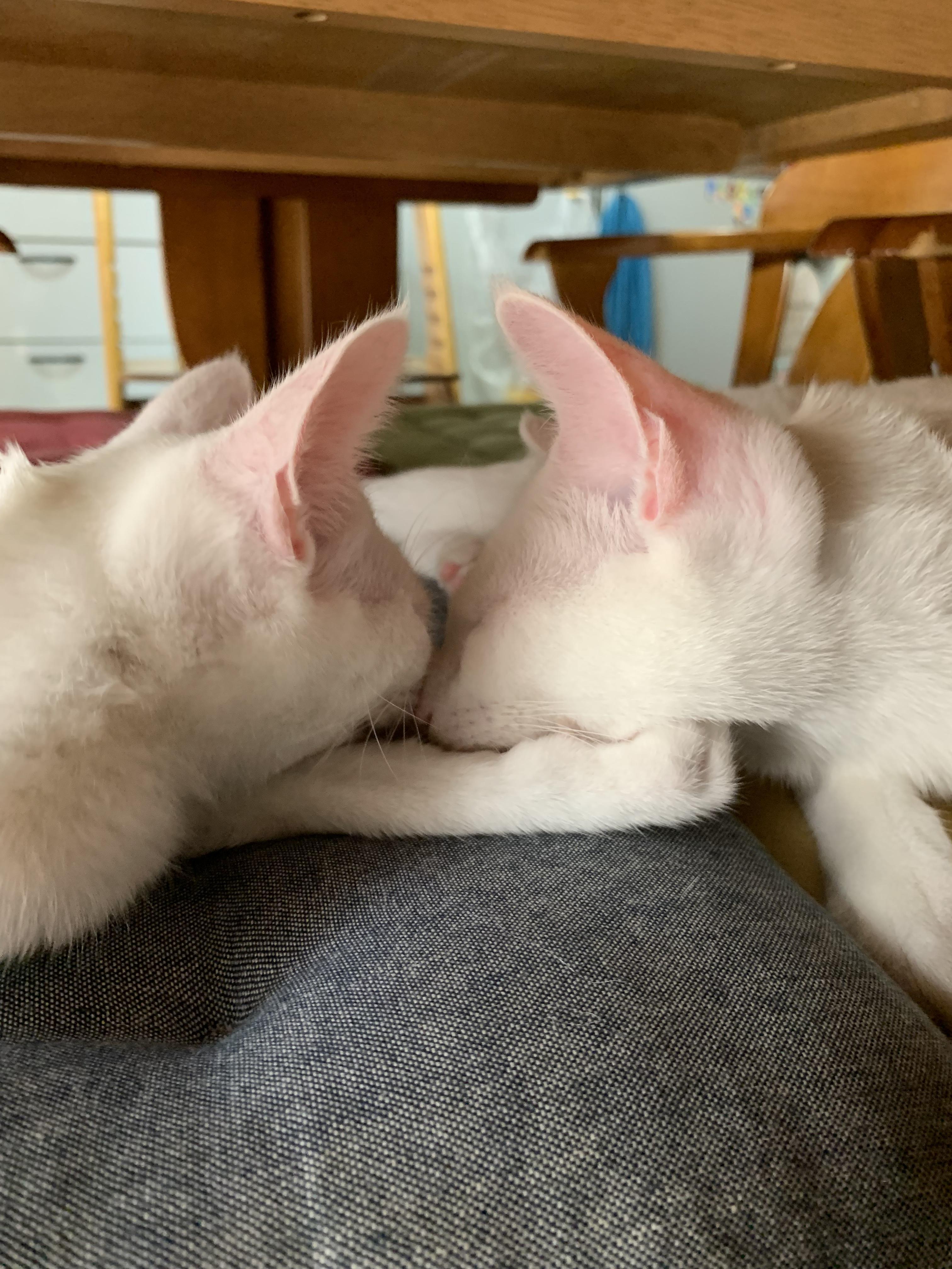 わんにゃんサイトの猫の写真