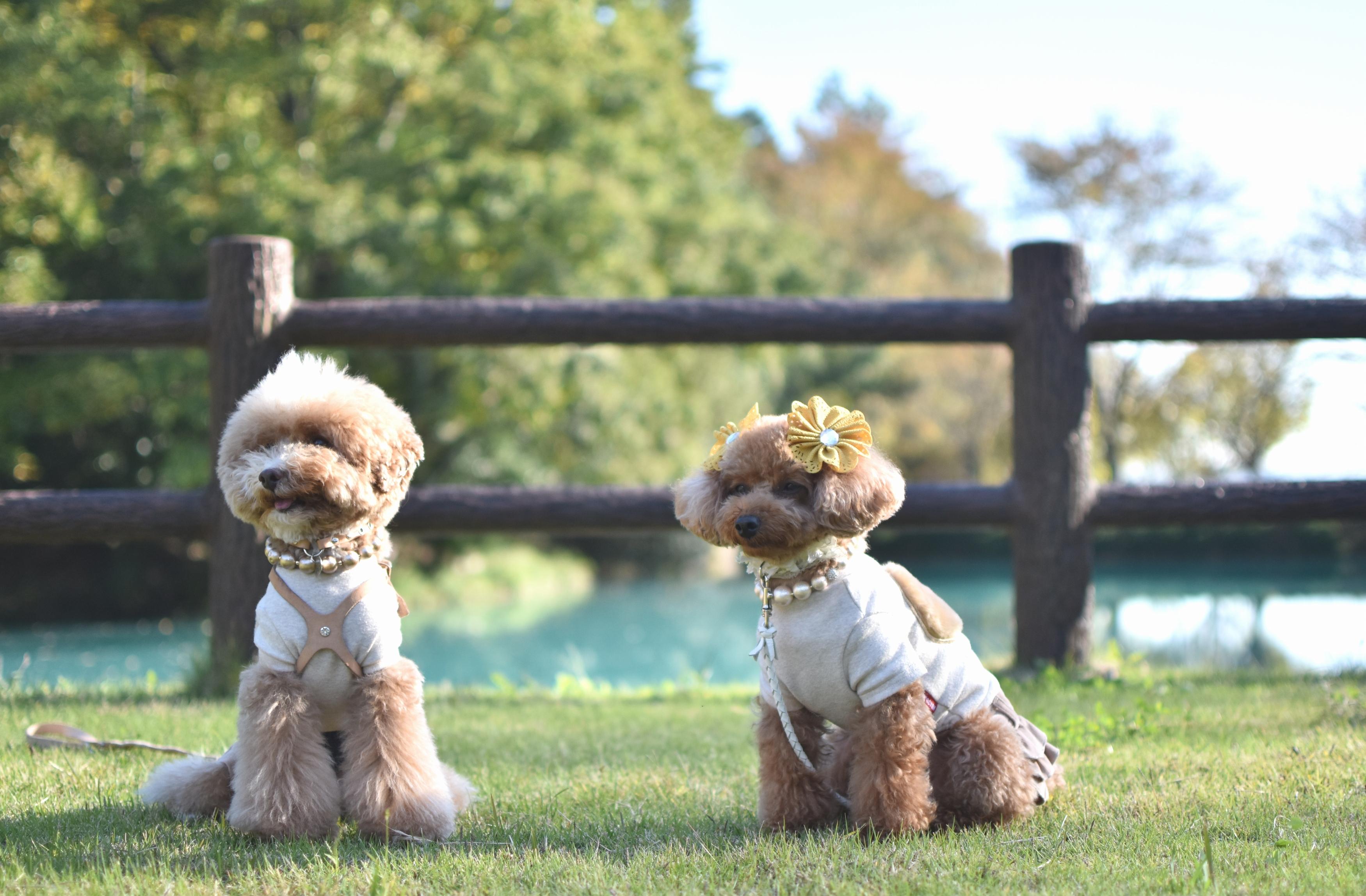 わんにゃんサイトの犬の写真