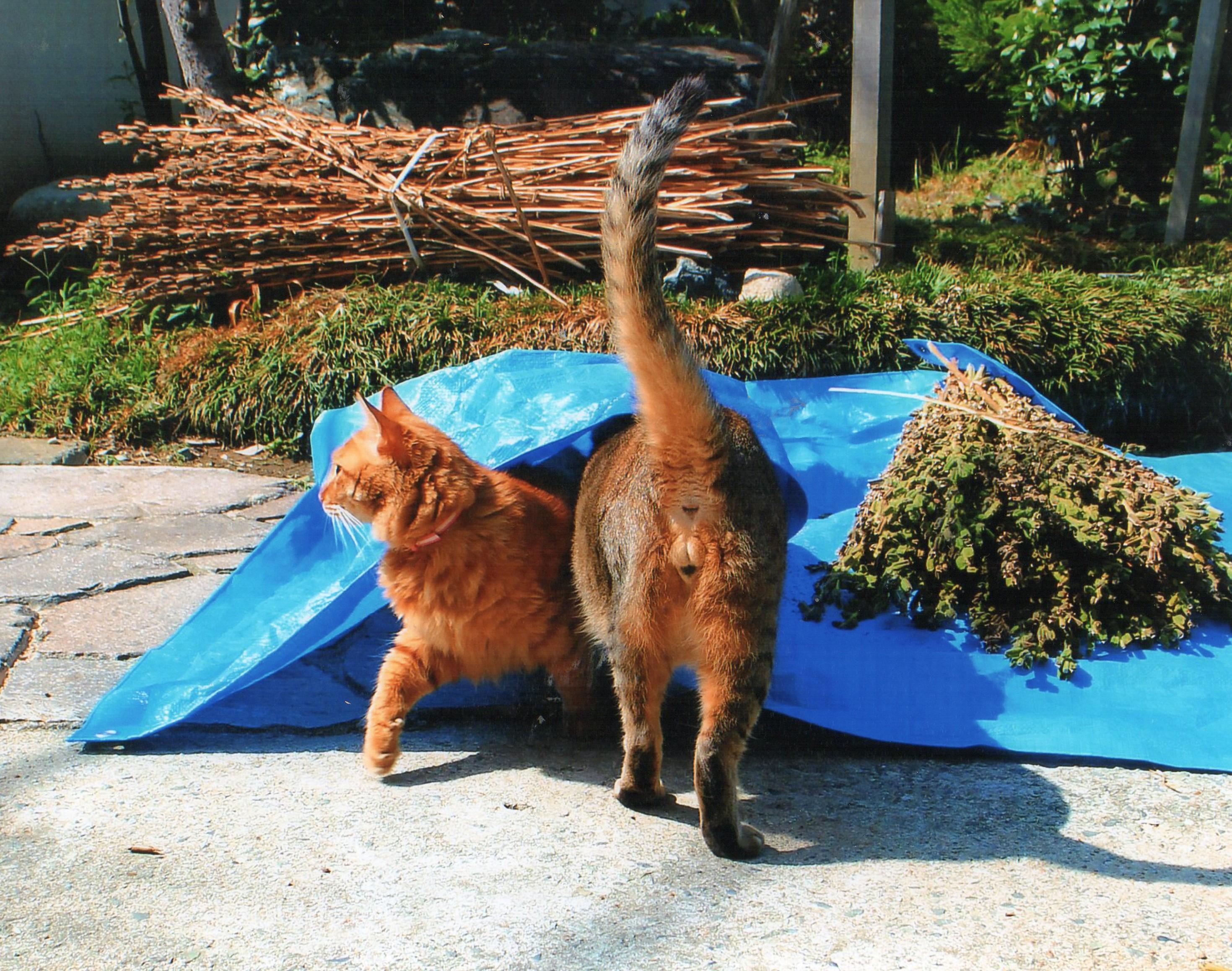 わんにゃんサイトの猫の写真