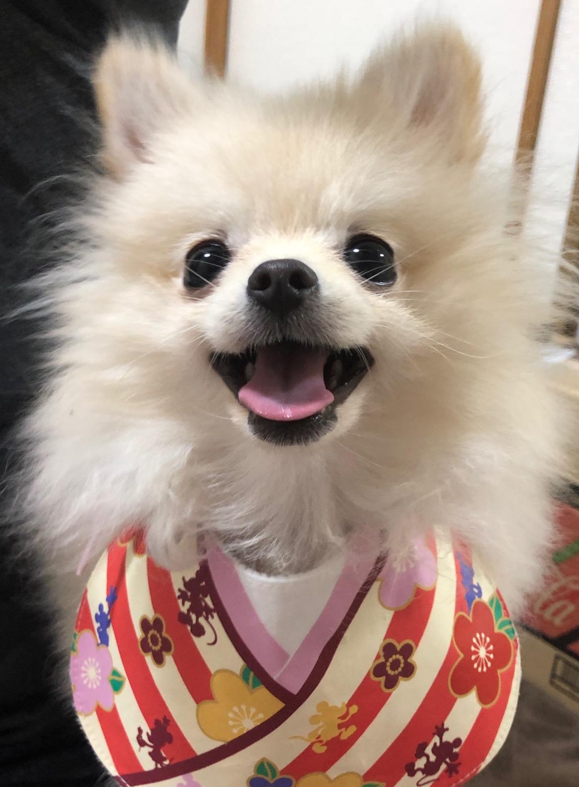 わんにゃんサイトの犬の写真