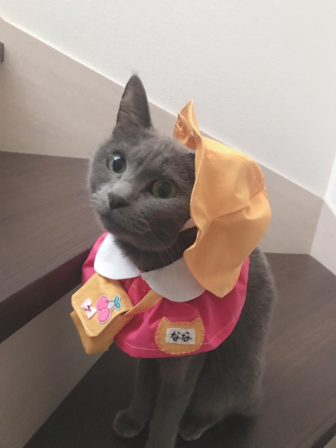 わんにゃんサイトの猫の写真