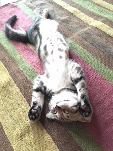 わんにゃんサイトの猫の写真