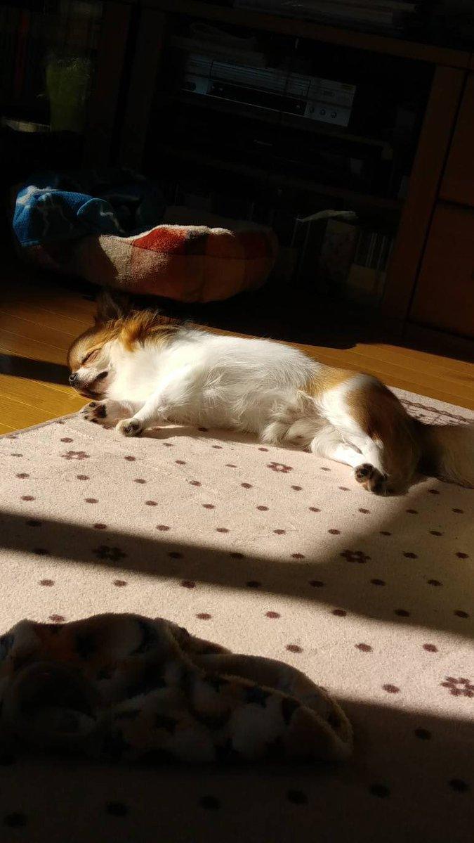 わんにゃんサイトの犬の写真