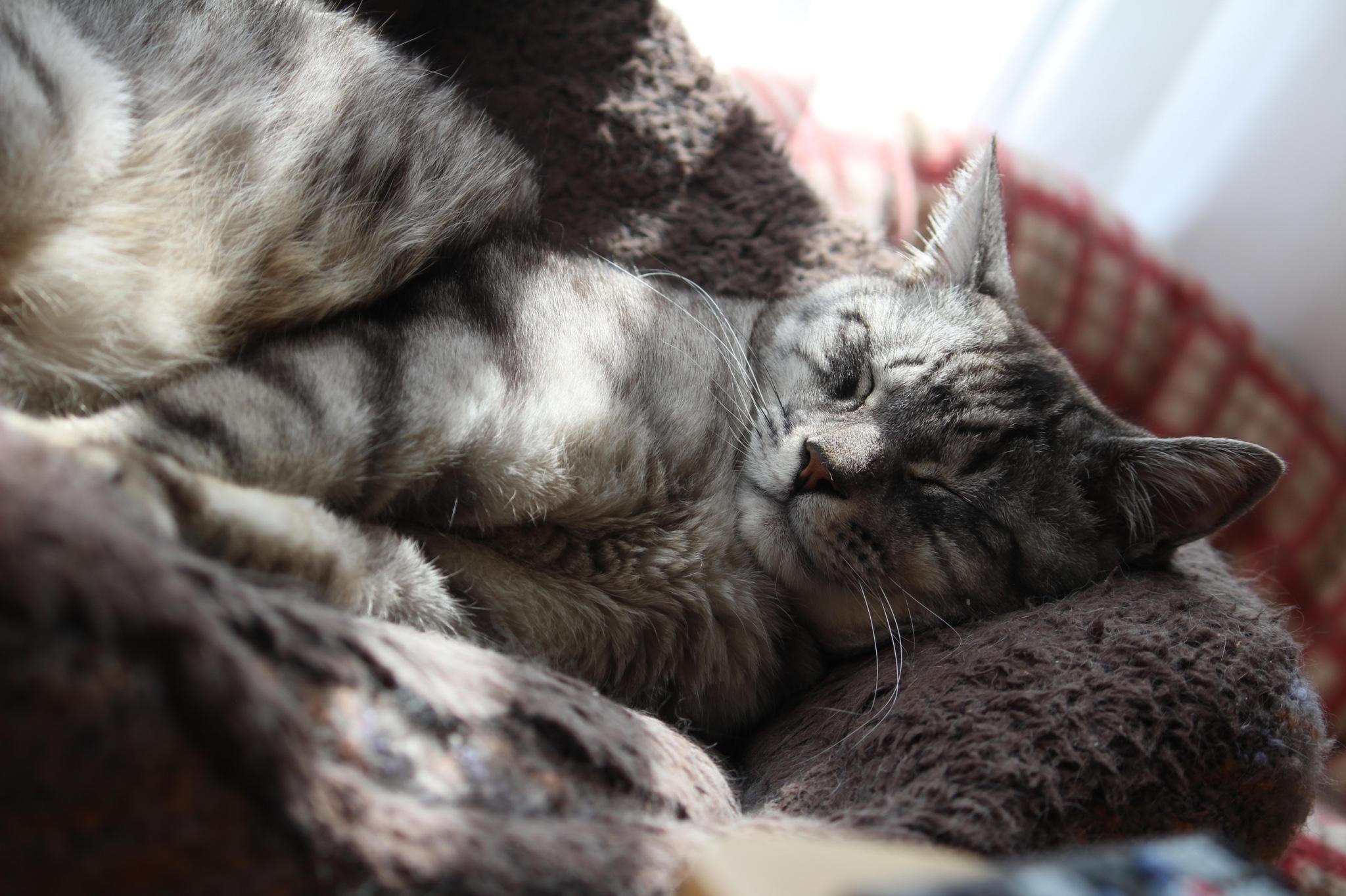 わんにゃんサイトの猫の写真