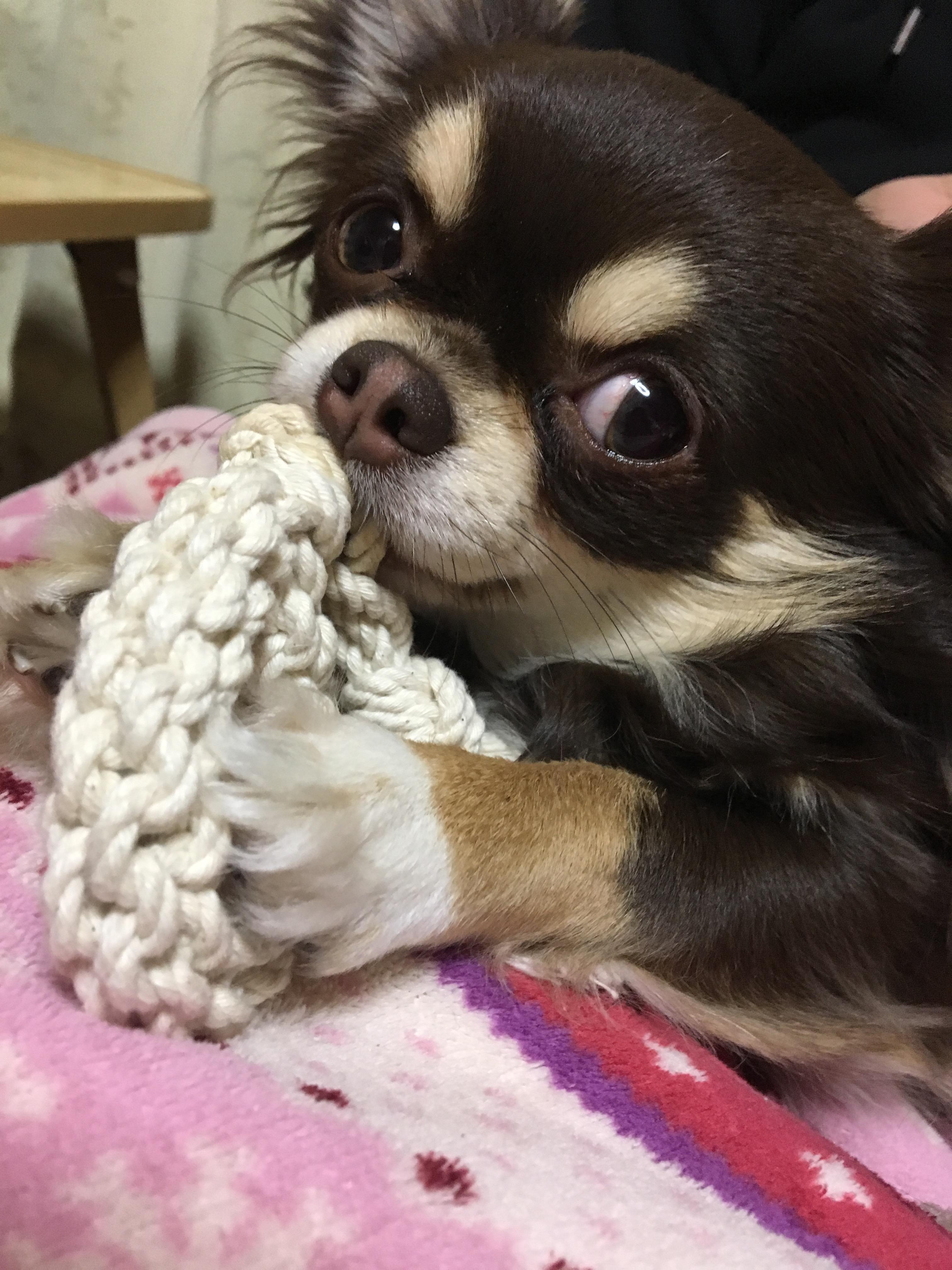 わんにゃんサイトの犬の写真