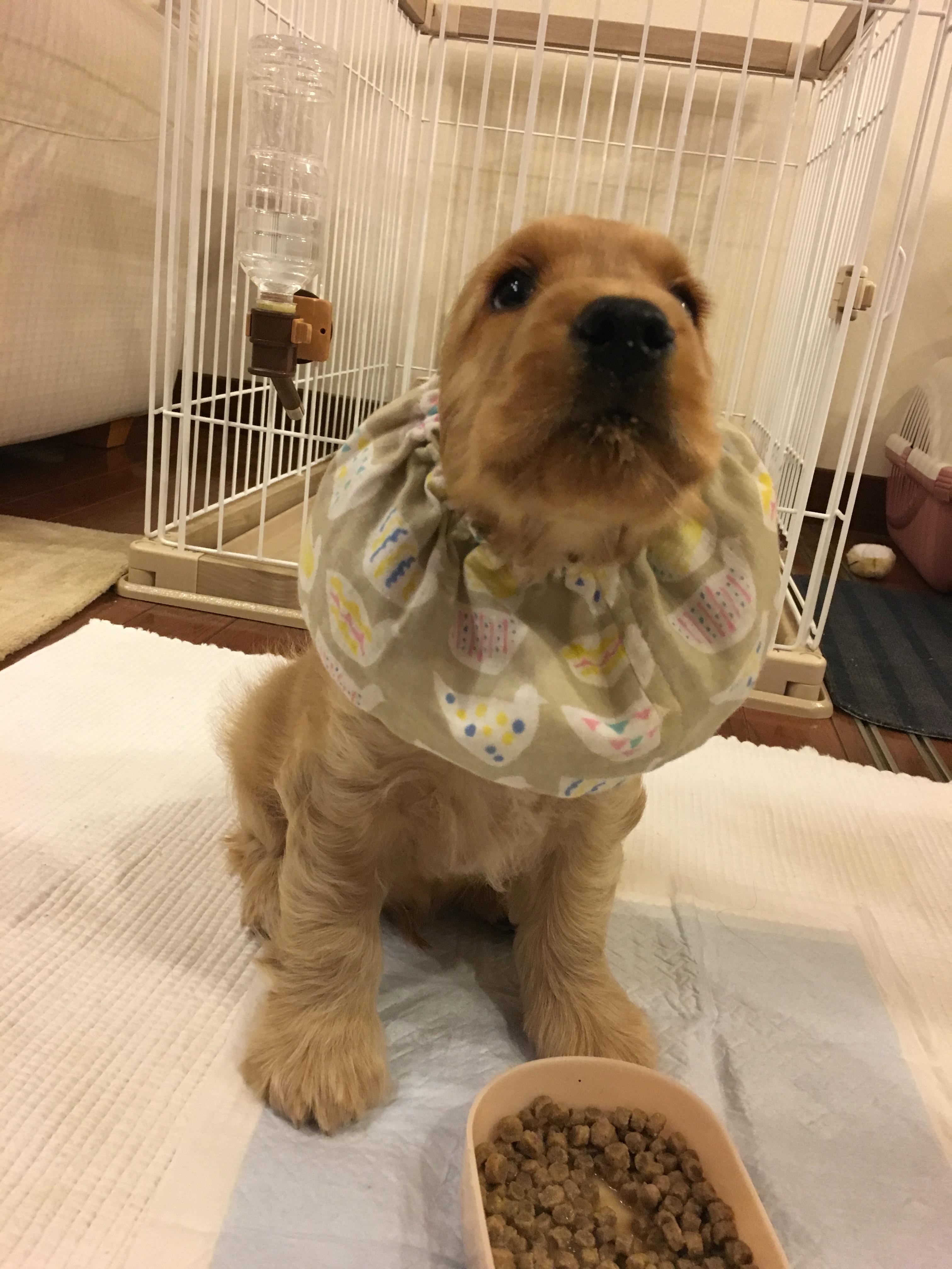 わんにゃんサイトの犬の写真