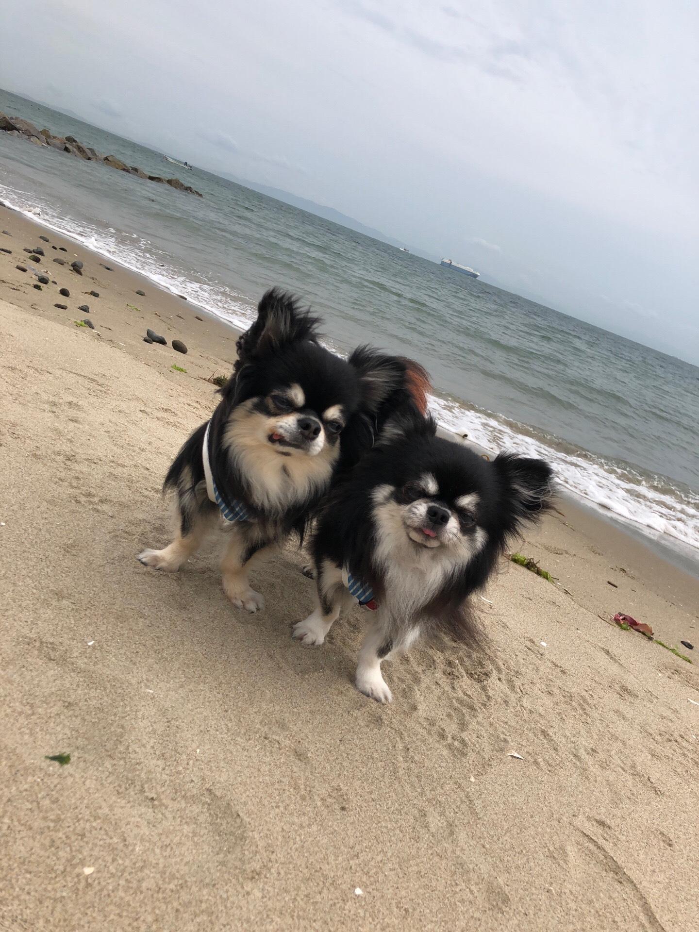 わんにゃんサイトの犬の写真