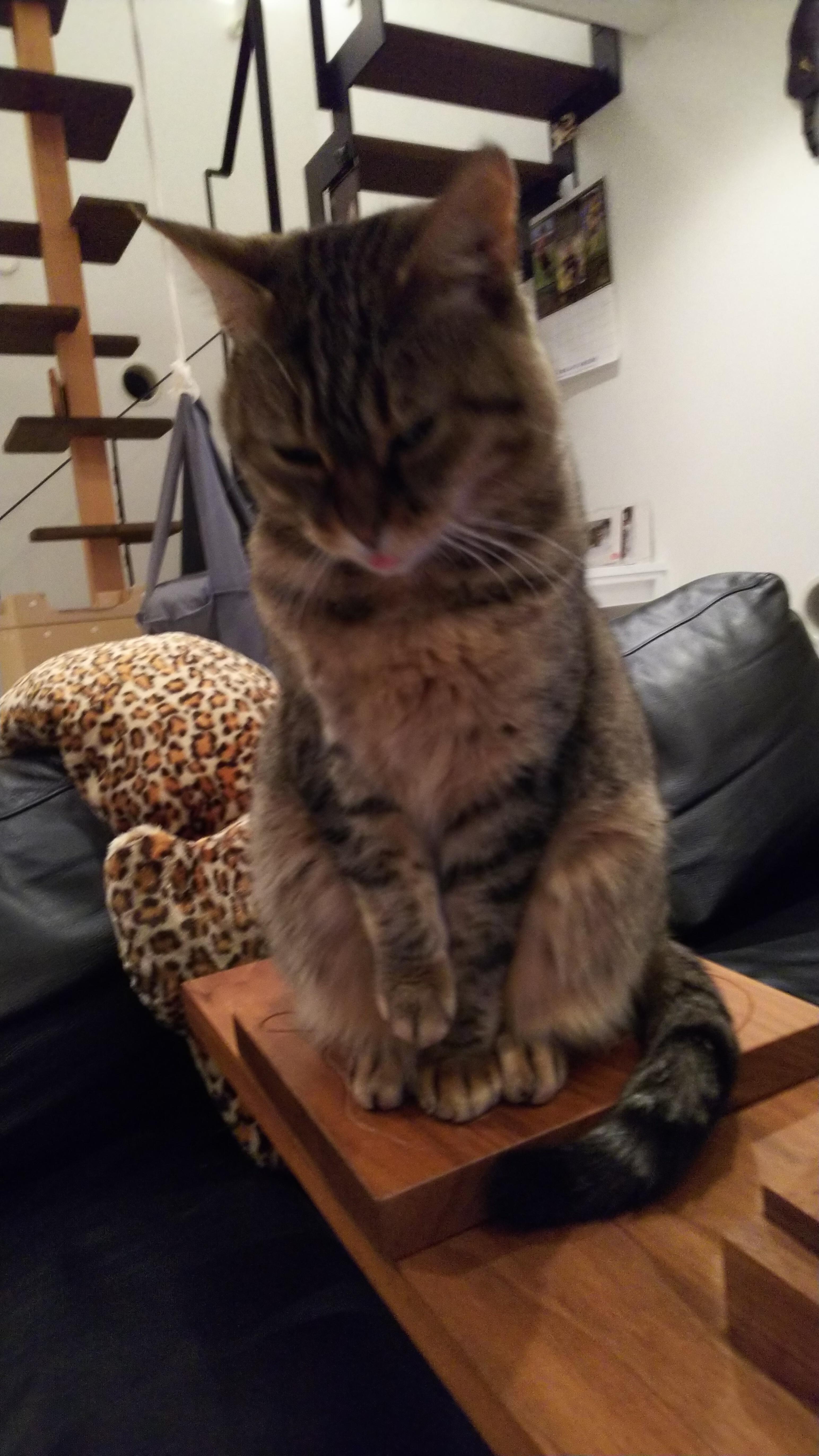 わんにゃんサイトの猫の写真