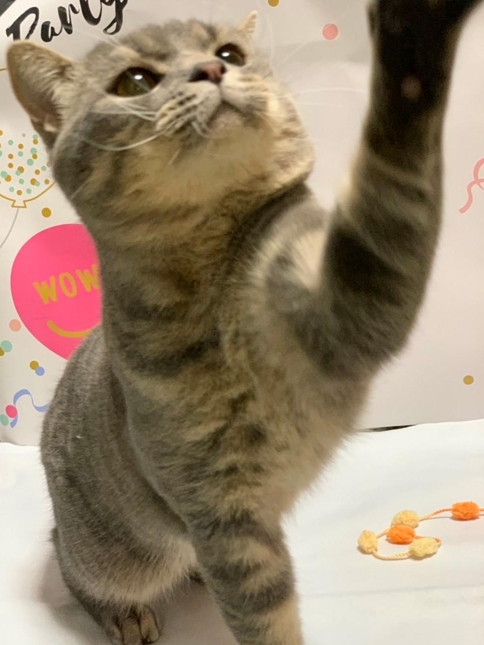 わんにゃんサイトの猫の写真