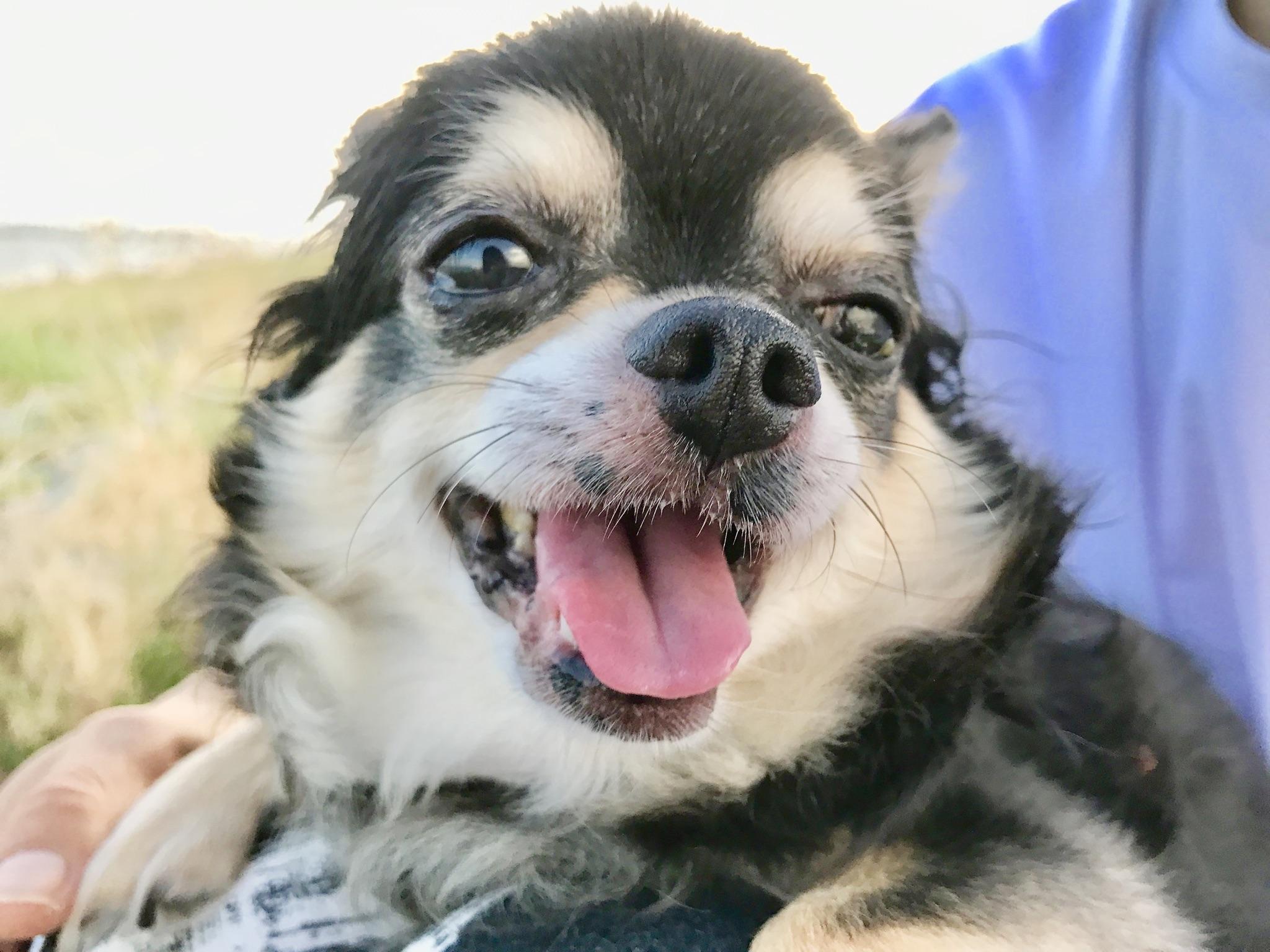 わんにゃんサイトの犬の写真