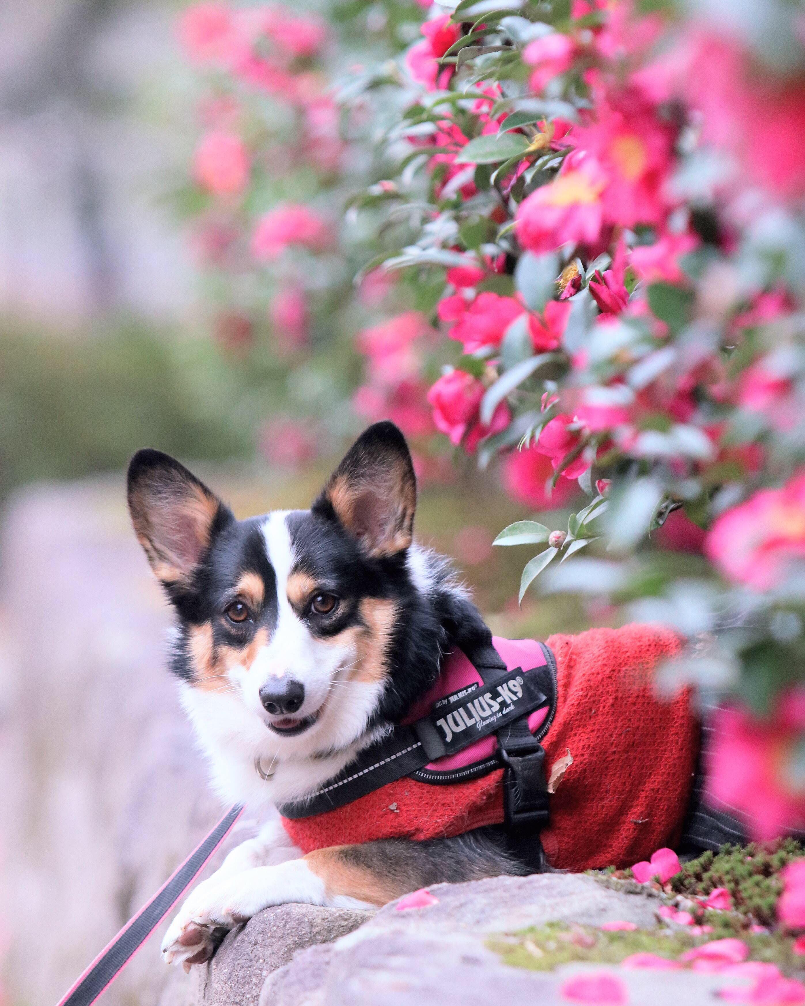 わんにゃんサイトの犬の写真