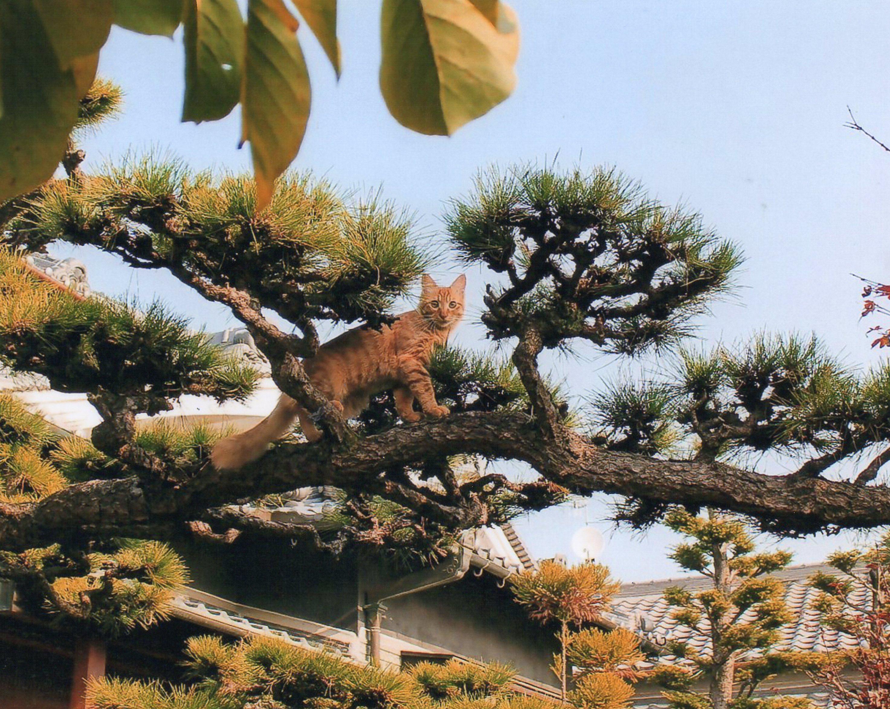 わんにゃんサイトの猫の写真