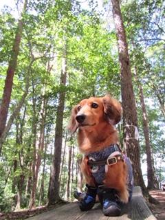 わんにゃんサイトの犬の写真