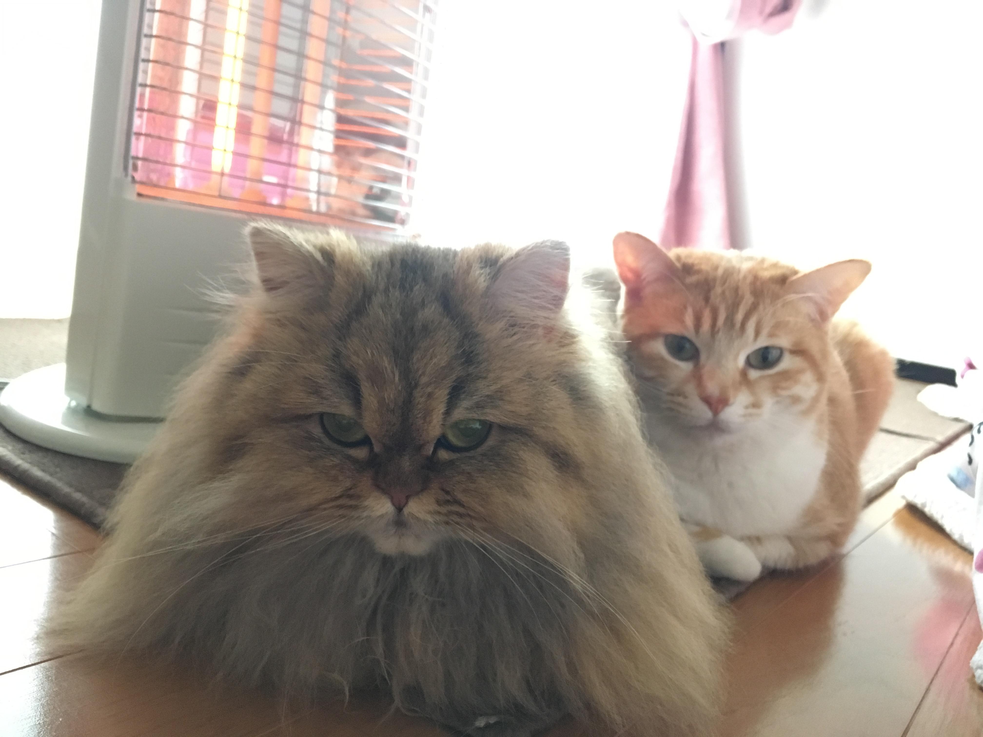 わんにゃんサイトの猫の写真