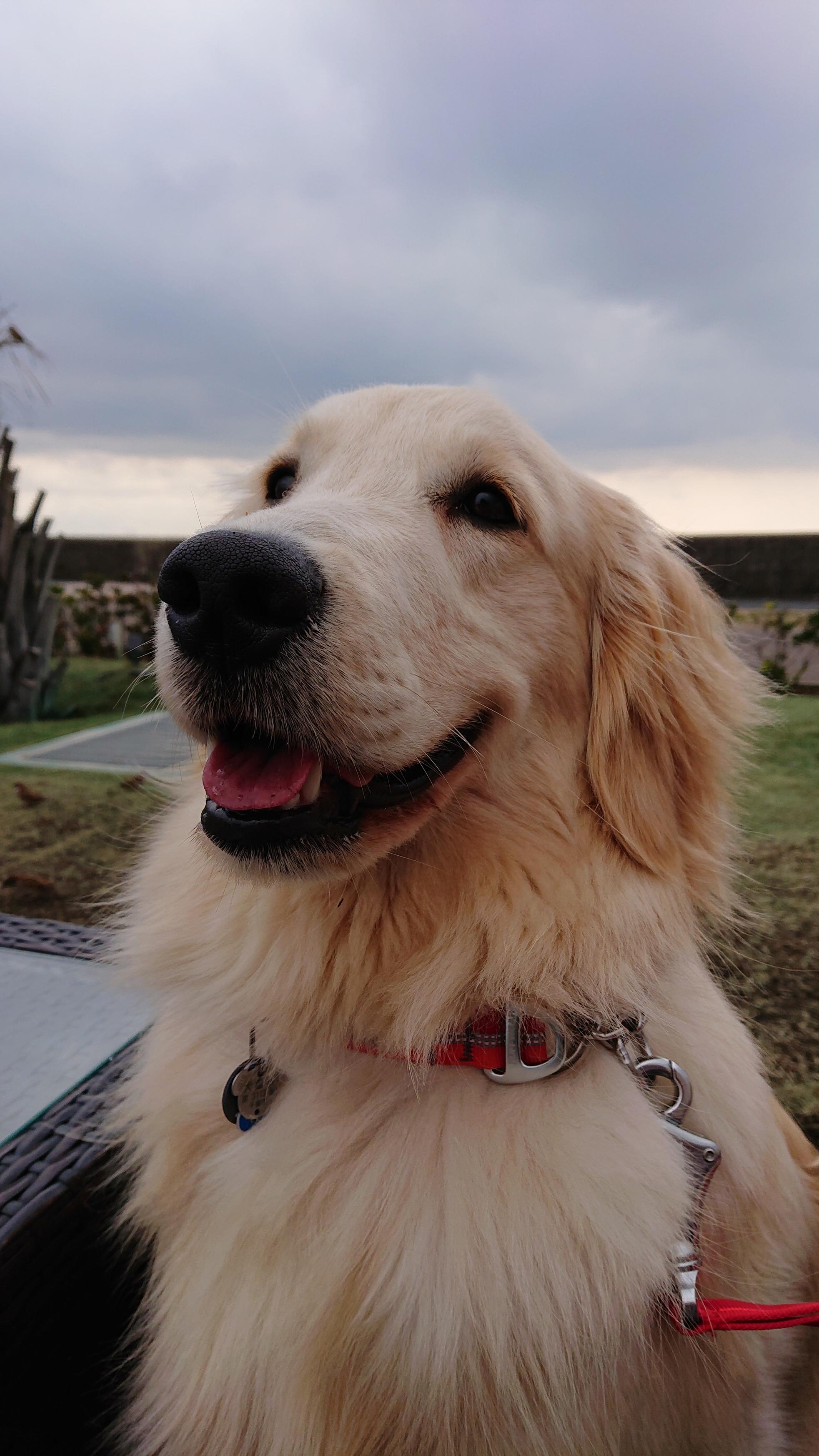 わんにゃんサイトの犬の写真