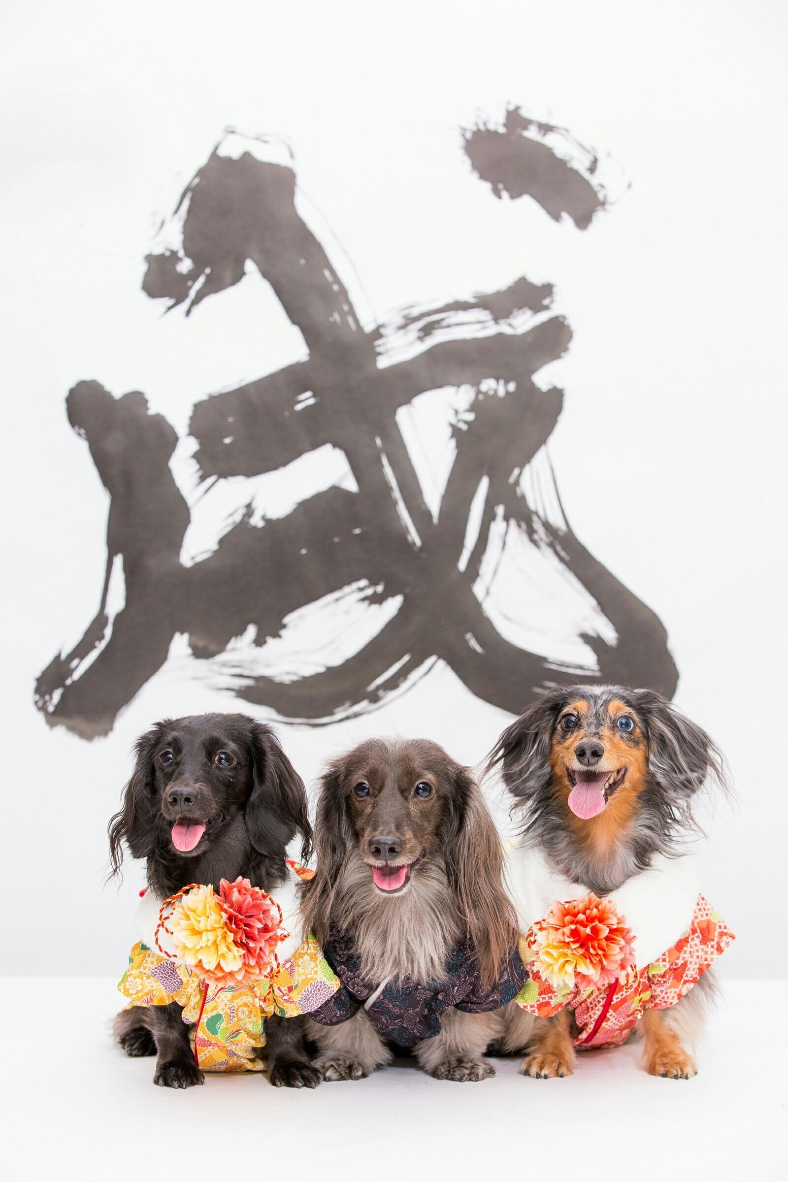 わんにゃんサイトの犬の写真