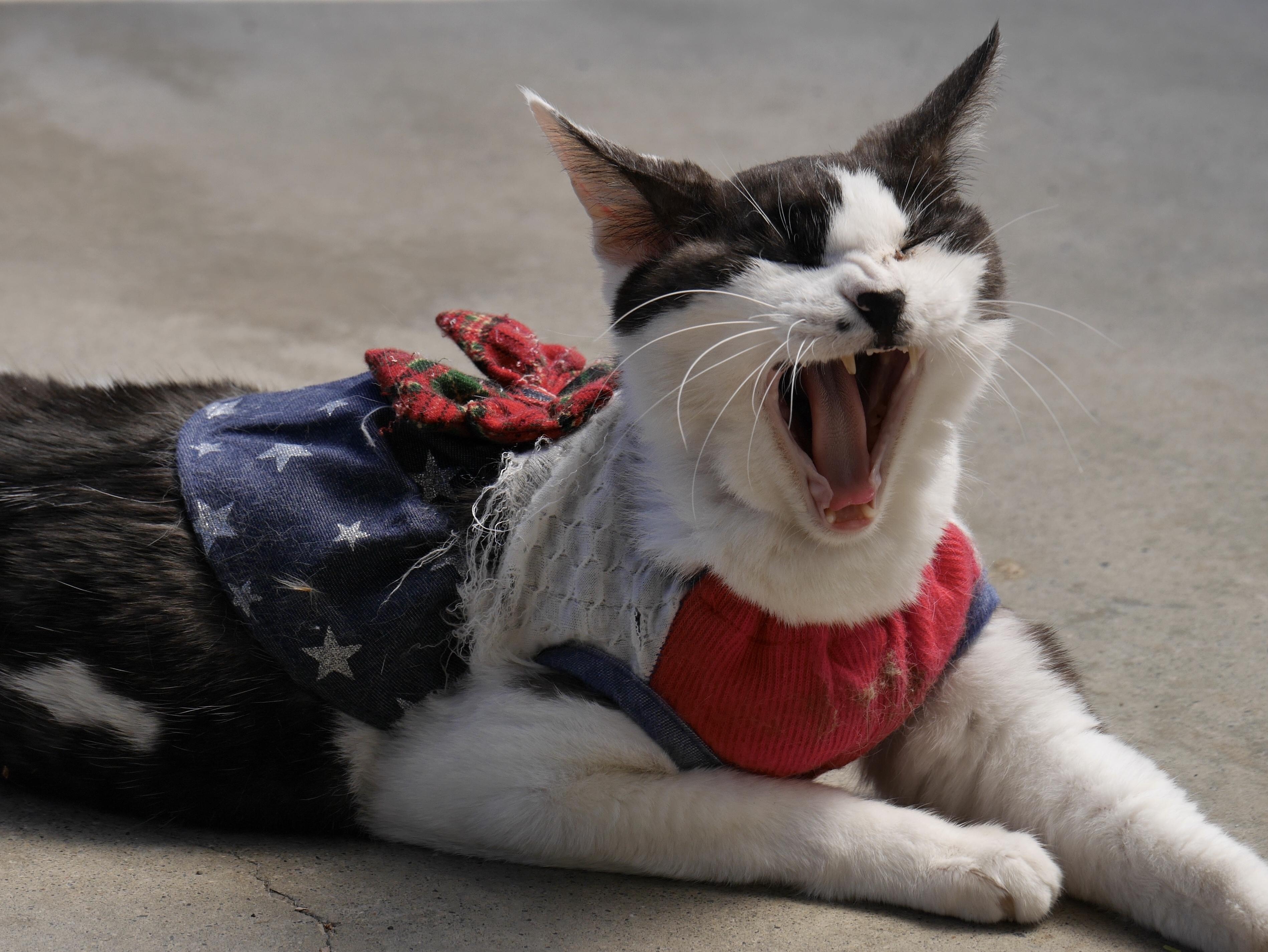 わんにゃんサイトの猫の写真