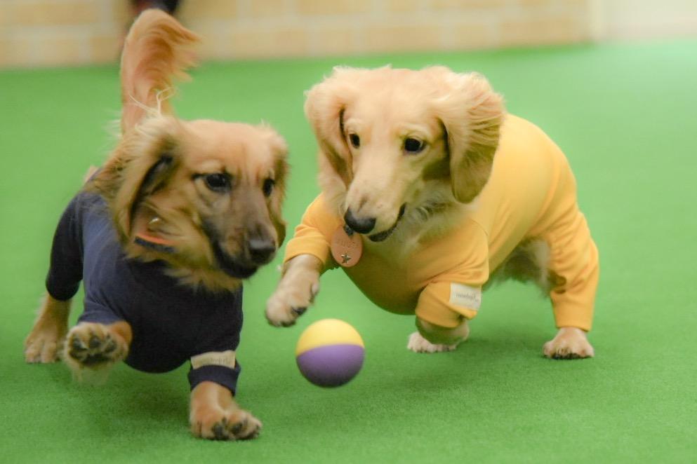 わんにゃんサイトの犬の写真