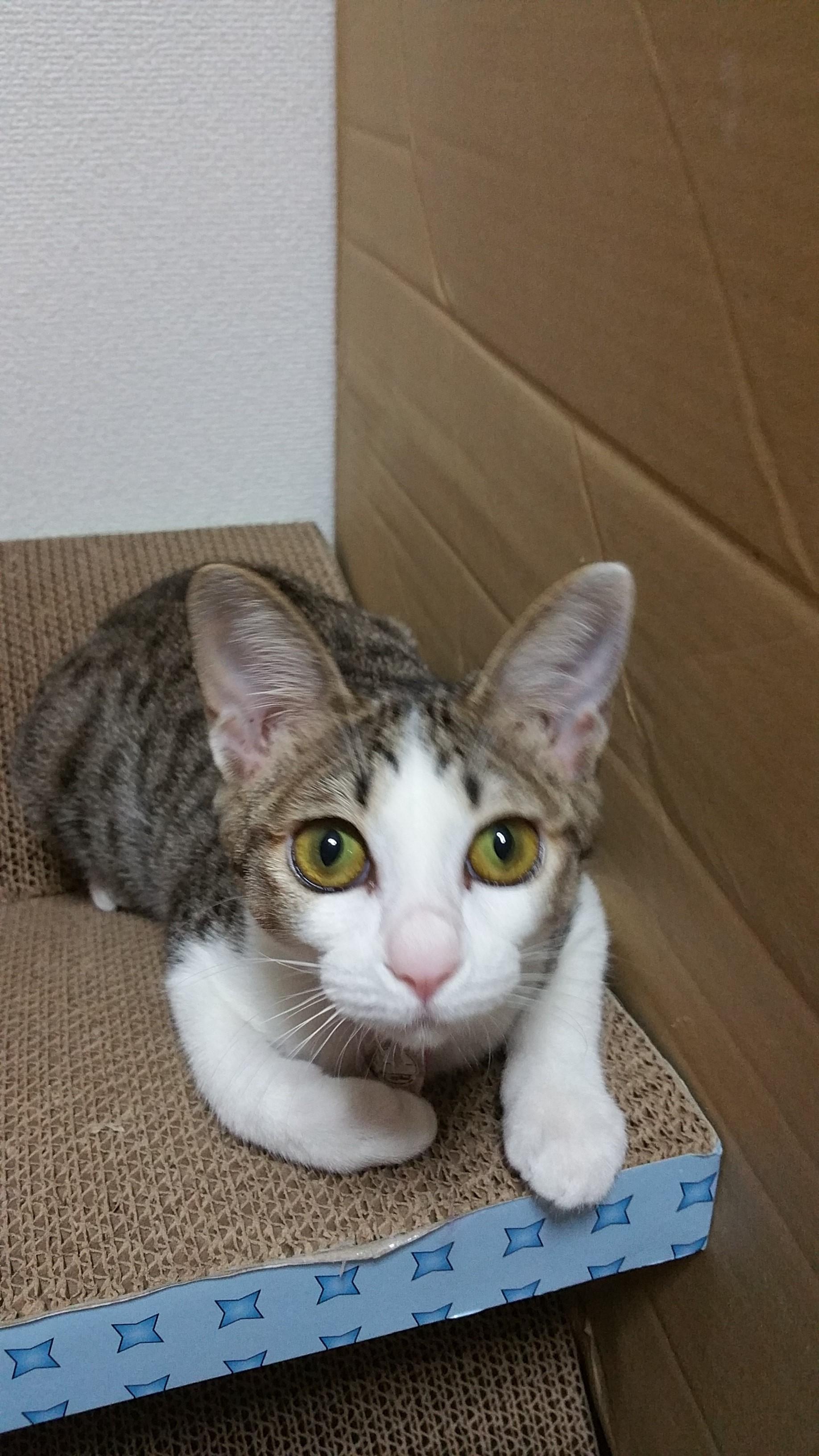 わんにゃんサイトの猫の写真