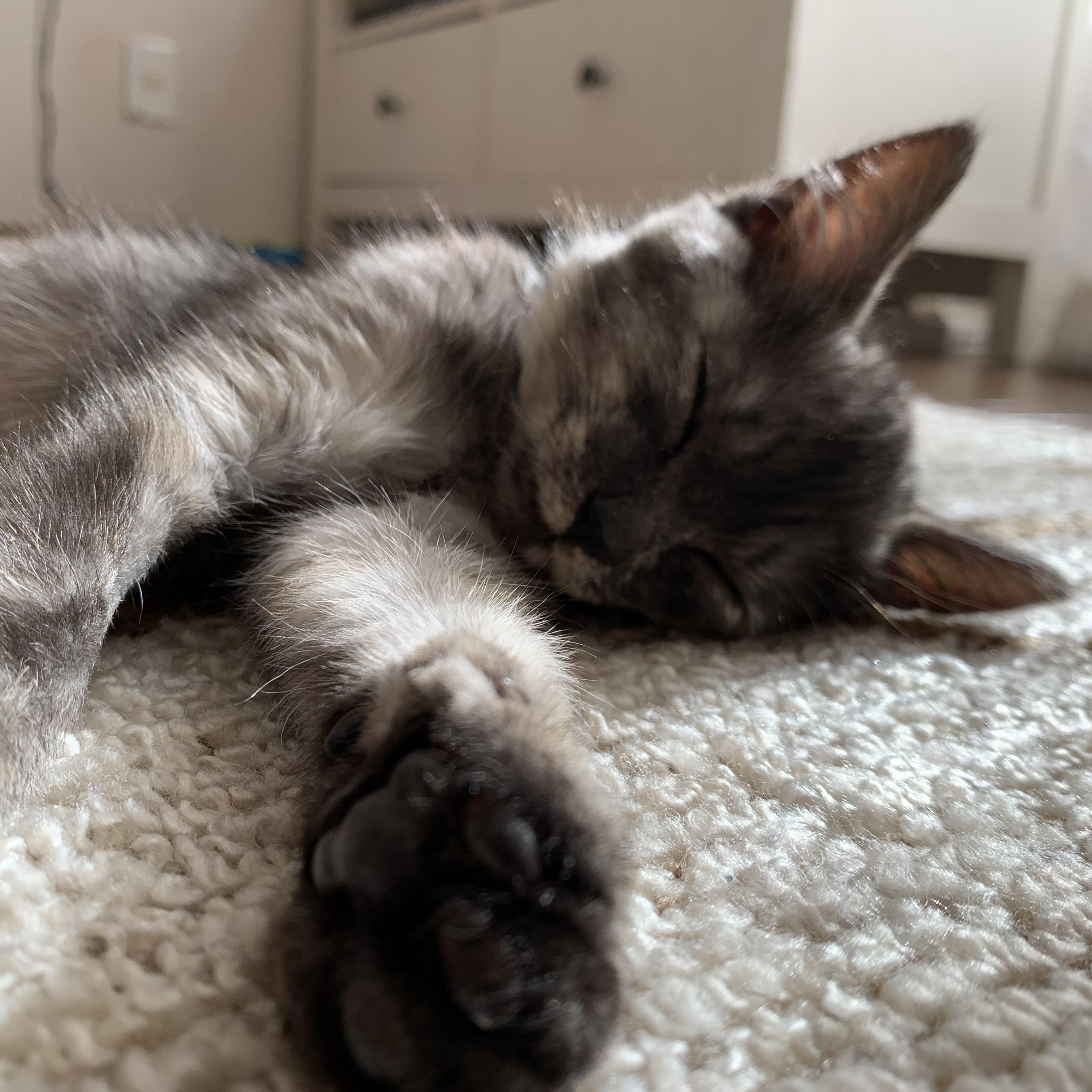 わんにゃんサイトの猫の写真