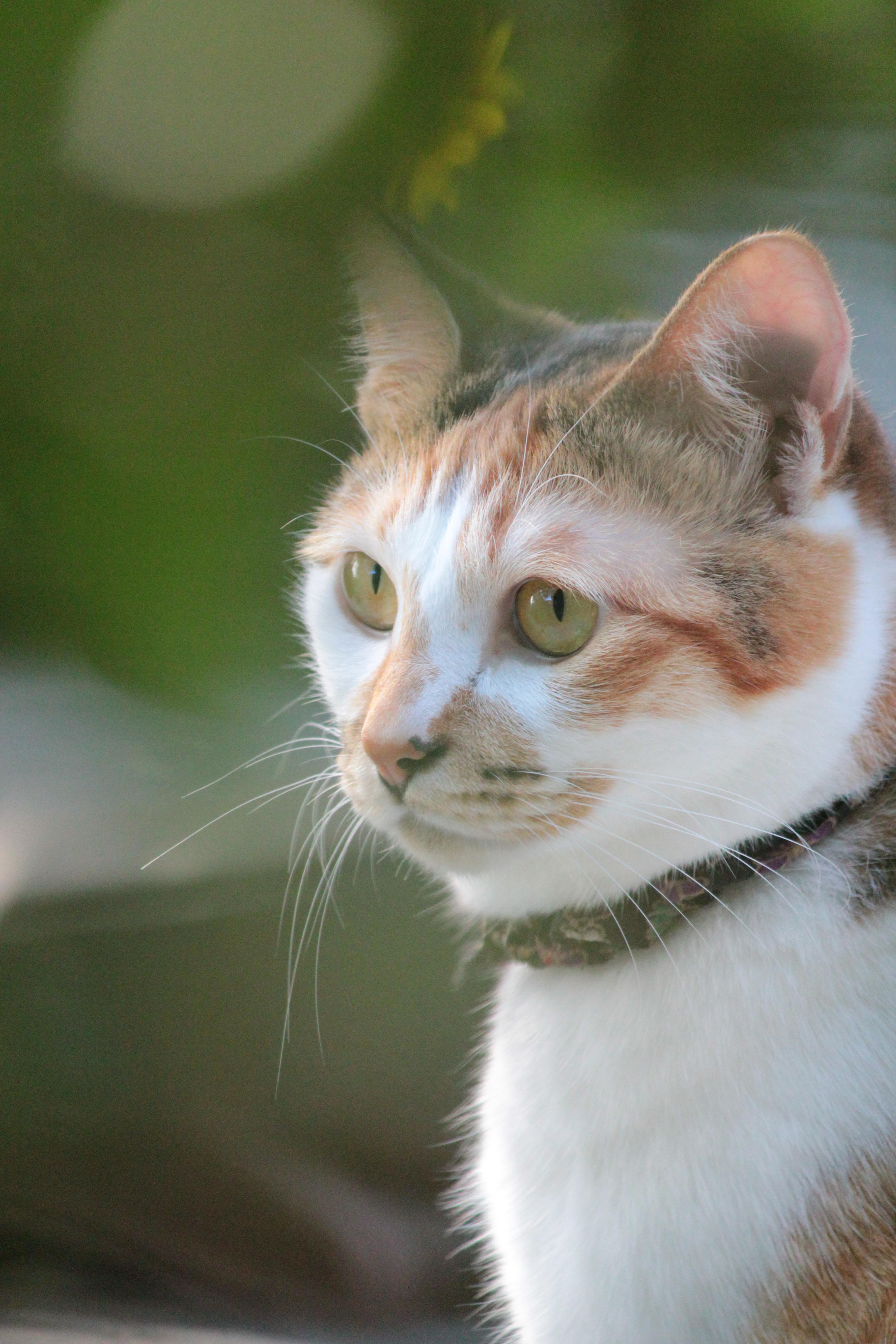 わんにゃんサイトの猫の写真