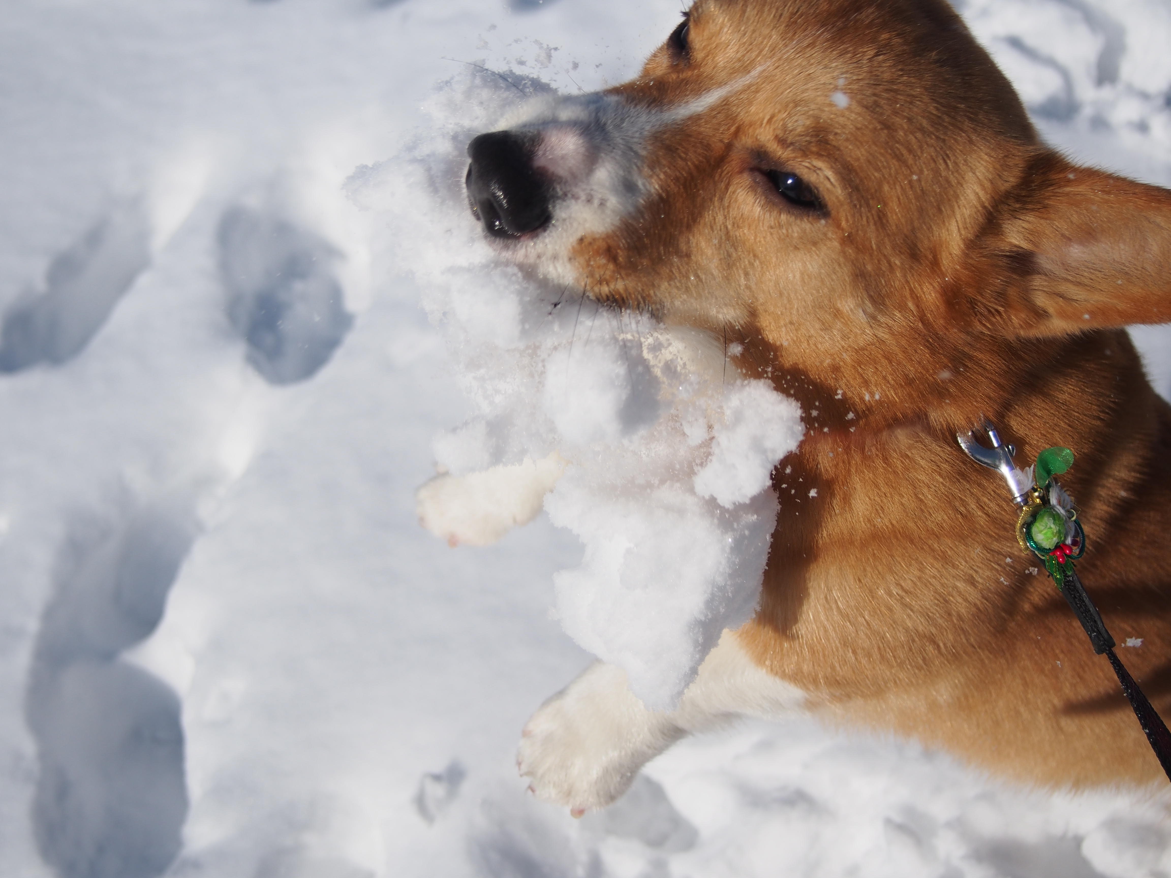 わんにゃんサイトの犬の写真