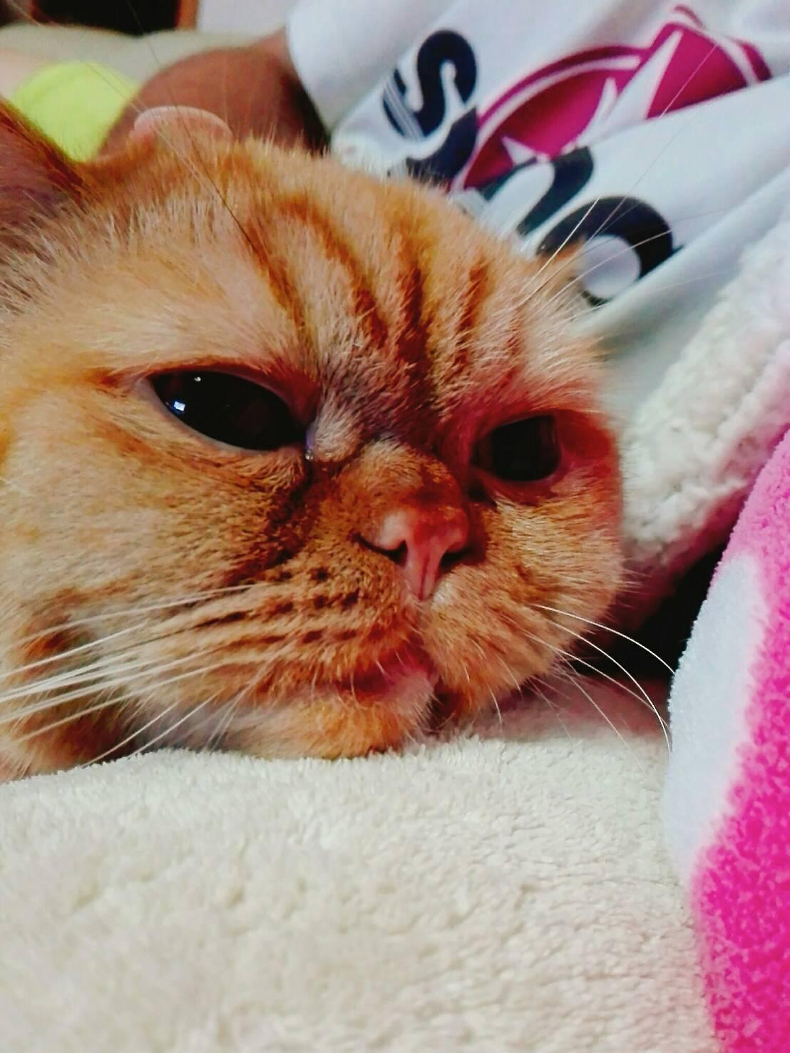 わんにゃんサイトの猫の写真