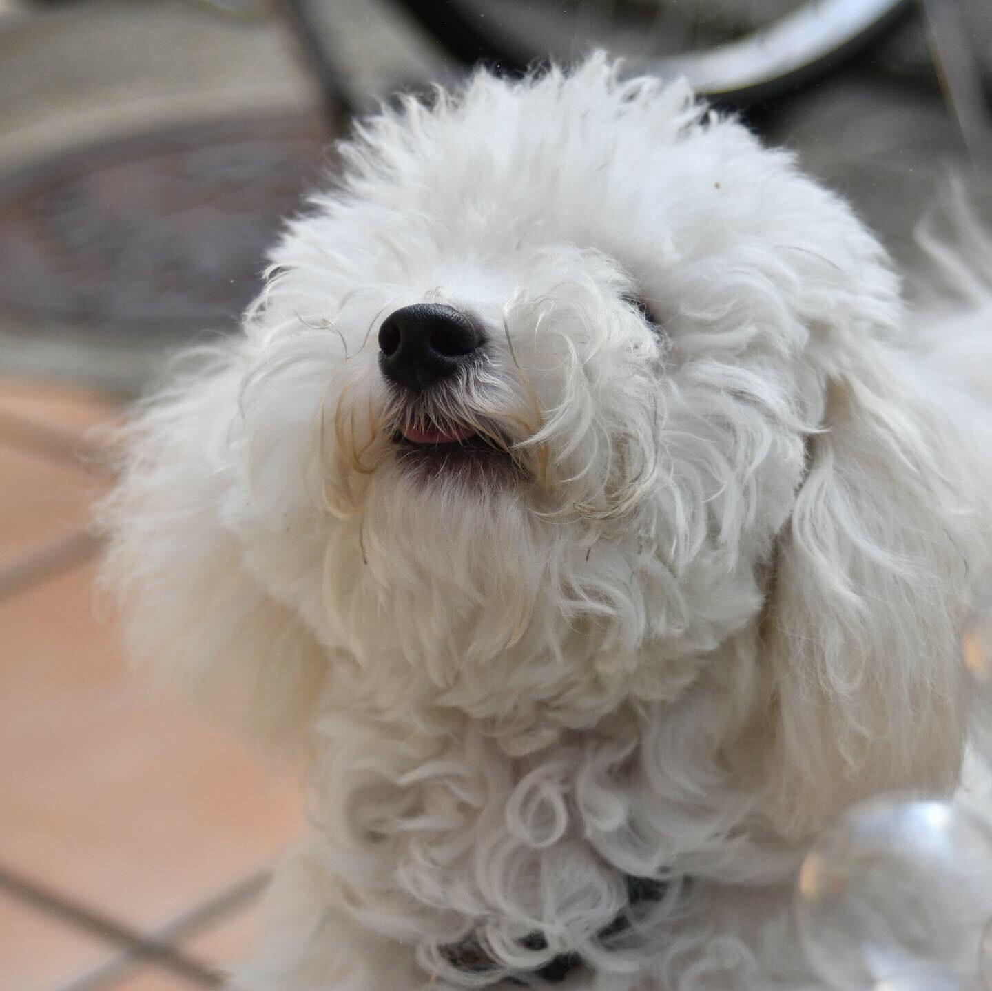 わんにゃんサイトの犬の写真