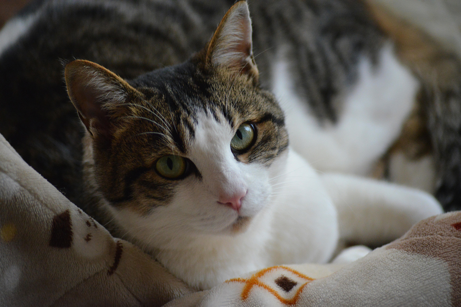 わんにゃんサイトの猫の写真