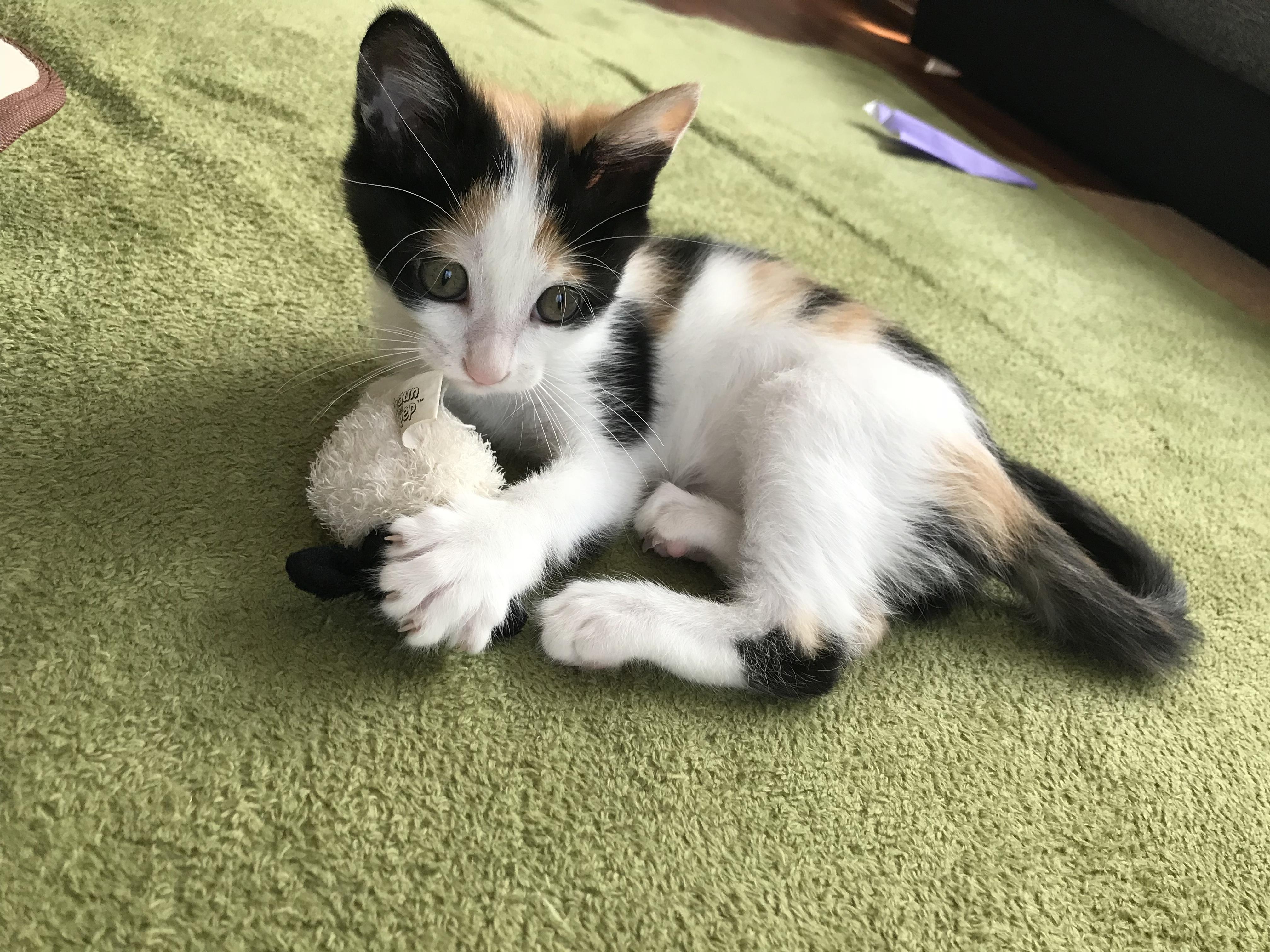 わんにゃんサイトの猫の写真