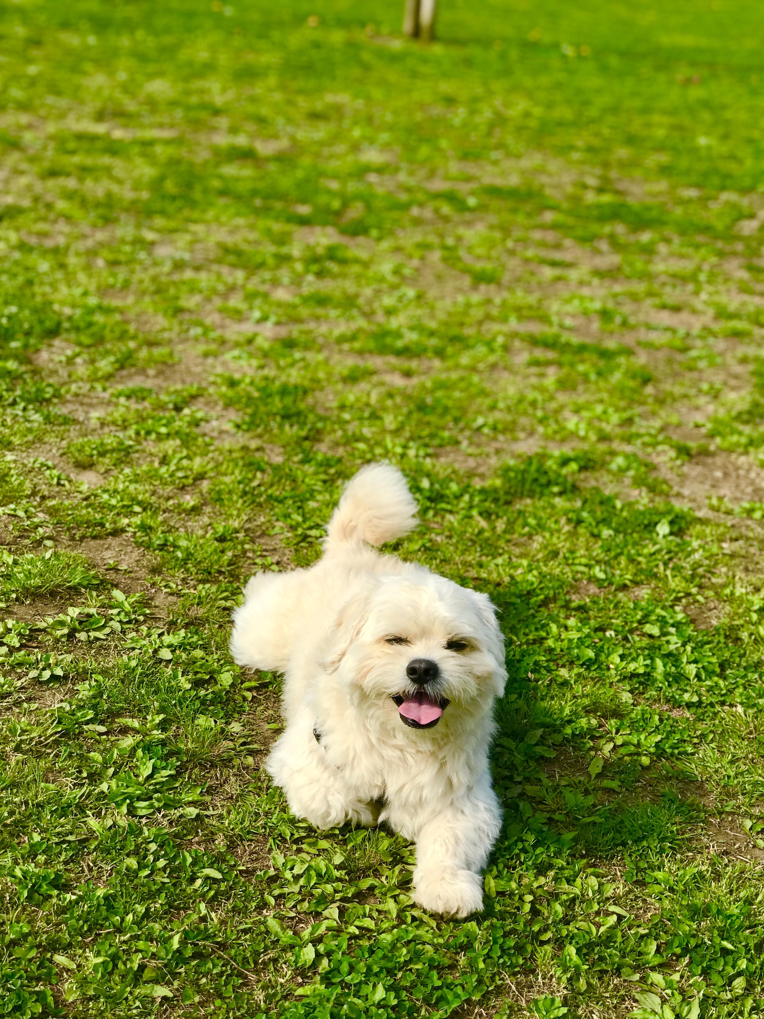 わんにゃんサイトの犬の写真