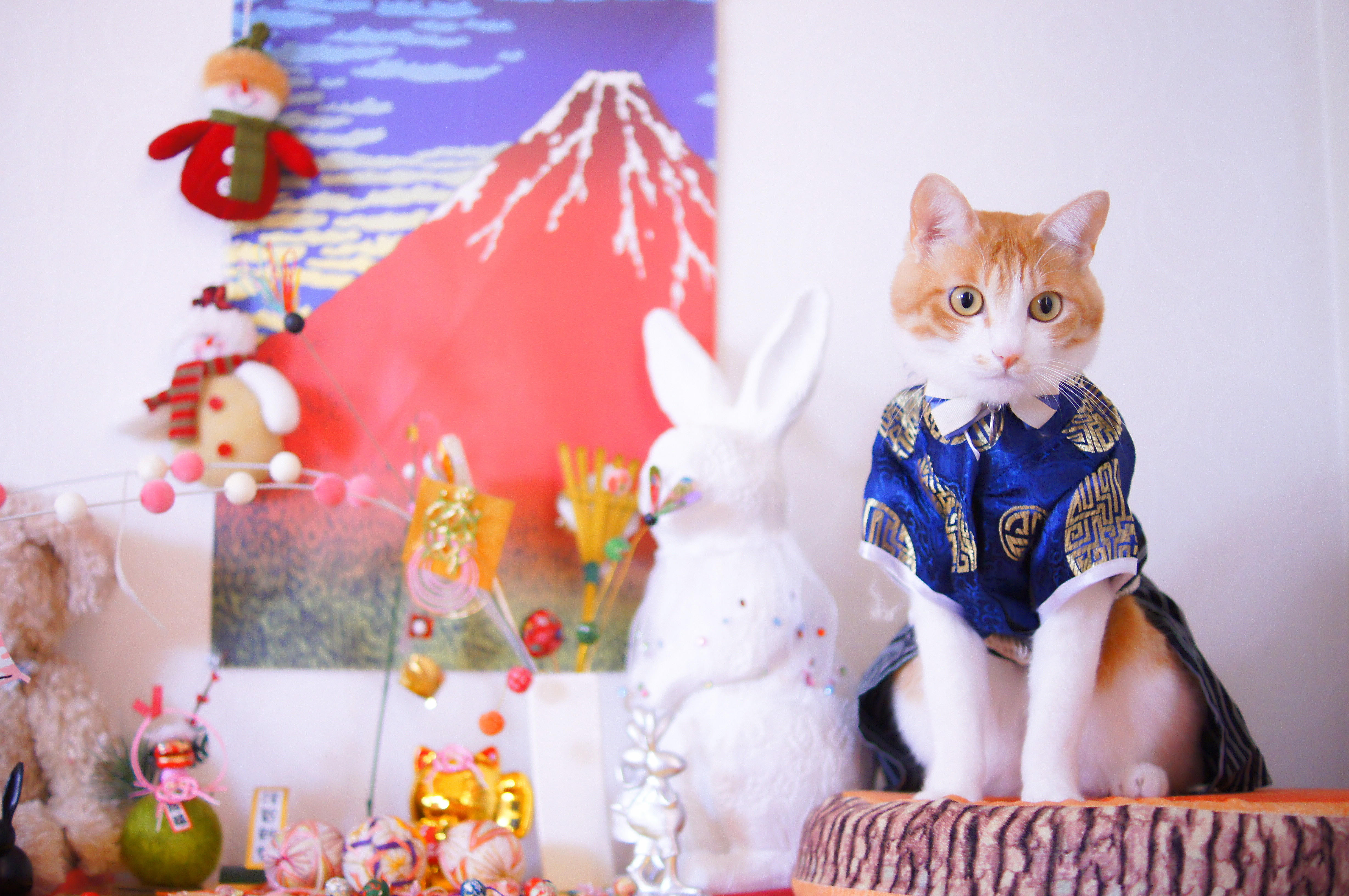 わんにゃんサイトの猫の写真