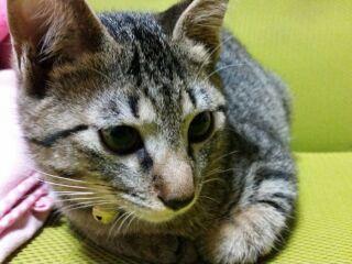 わんにゃんサイトの猫の写真