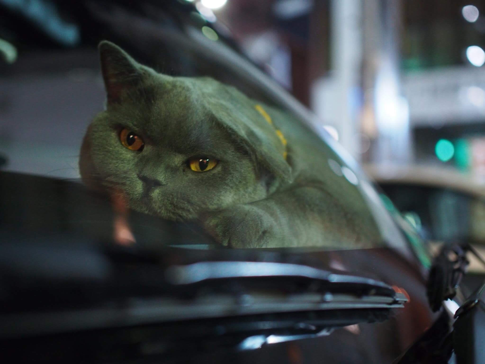 わんにゃんサイトの猫の写真