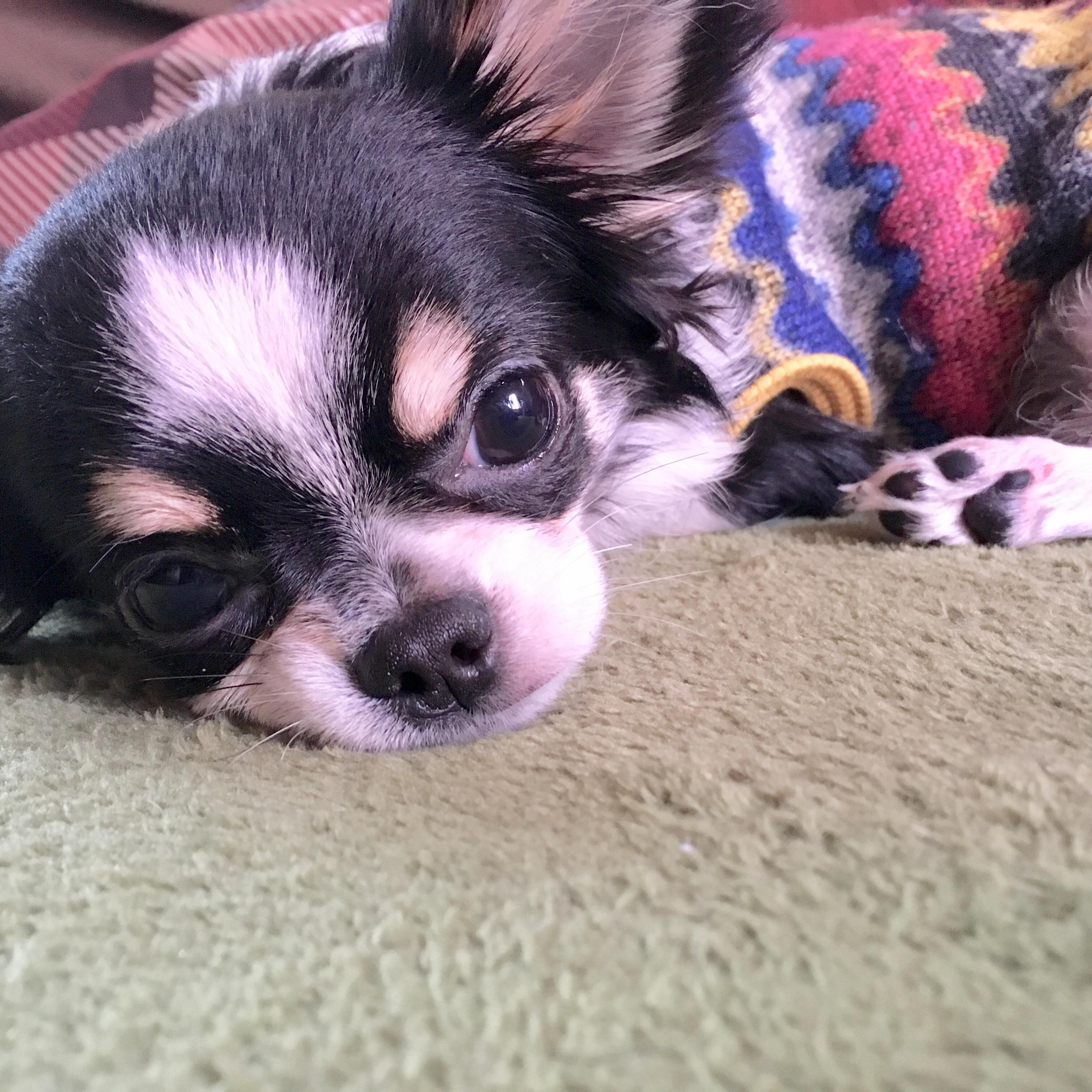 わんにゃんサイトの犬の写真