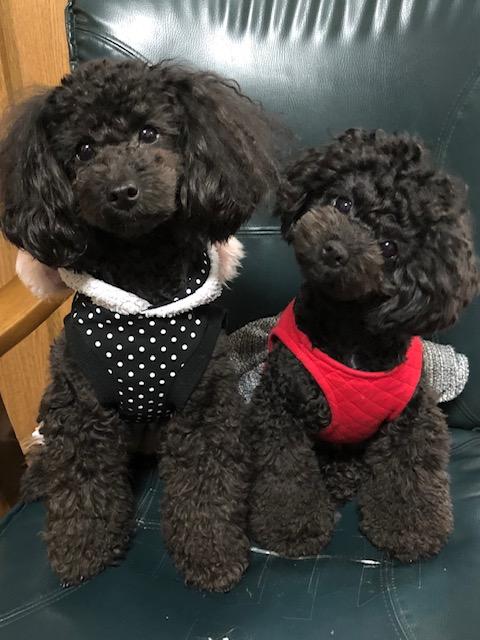 わんにゃんサイトの犬の写真