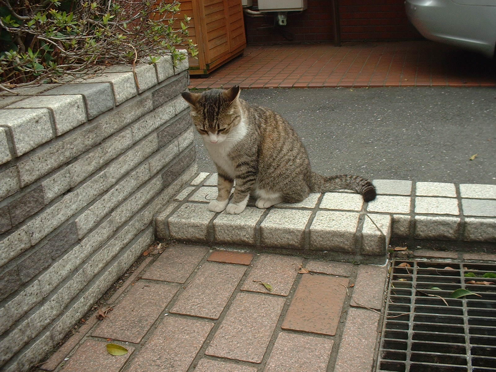 わんにゃんサイトの猫の写真