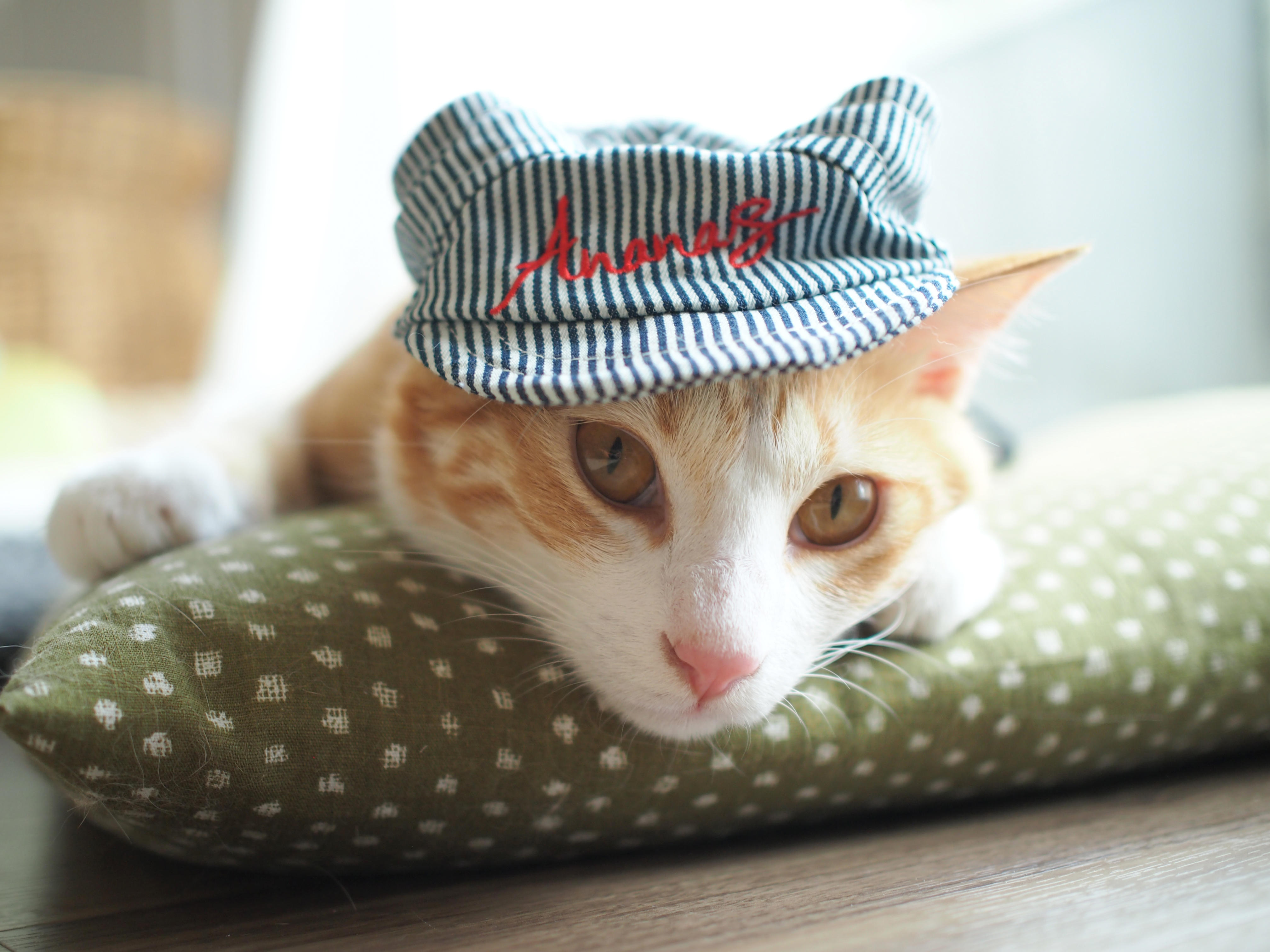 わんにゃんサイトの猫の写真