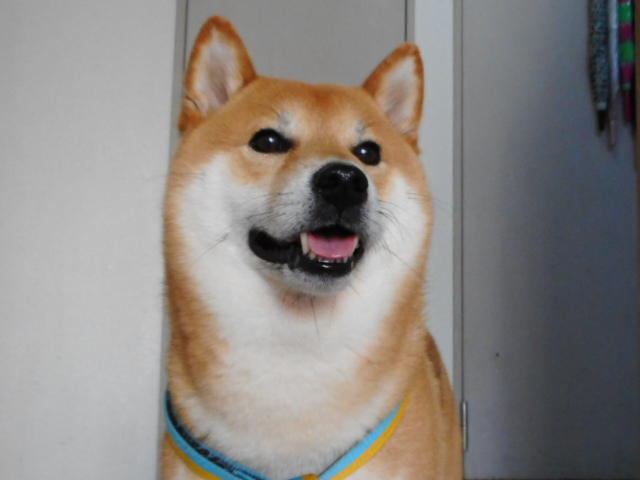 わんにゃんサイトの犬の写真