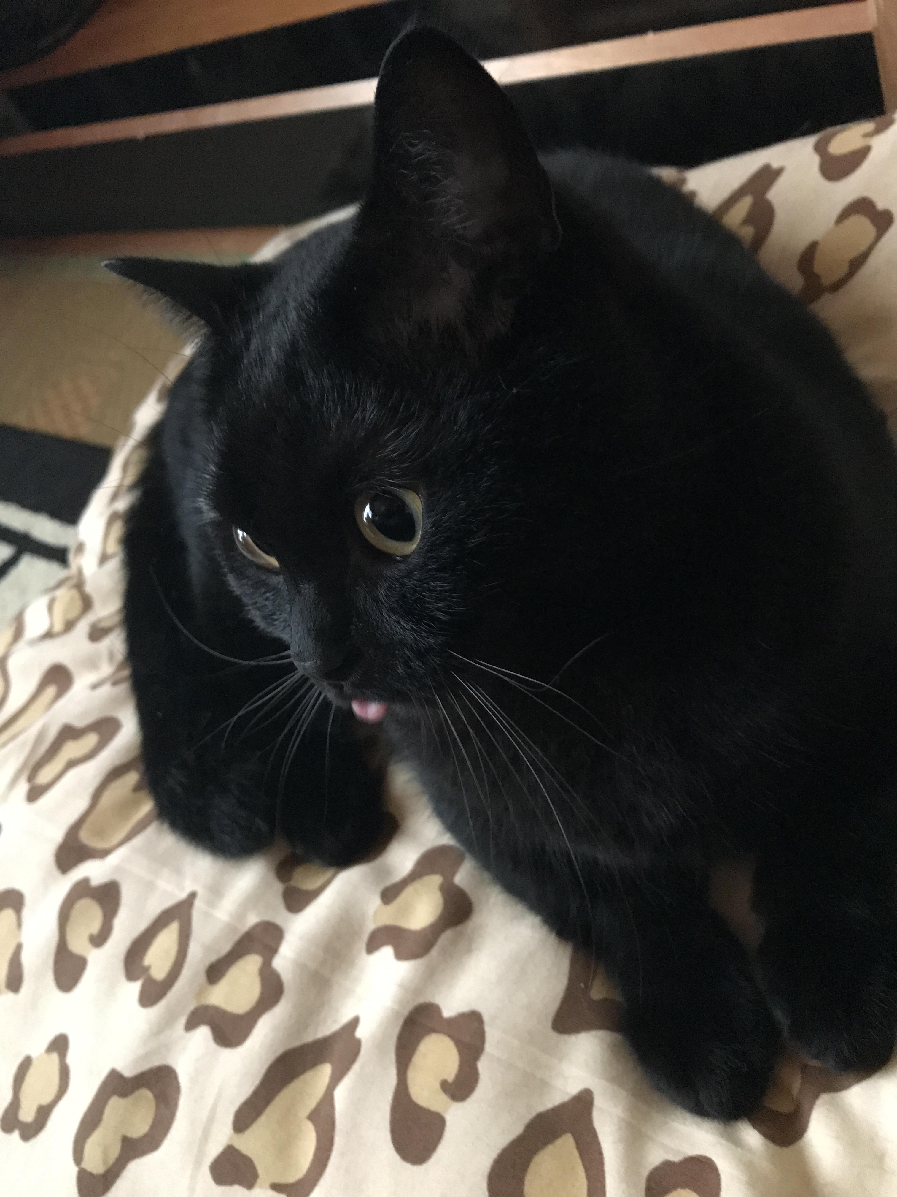 わんにゃんサイトの猫の写真