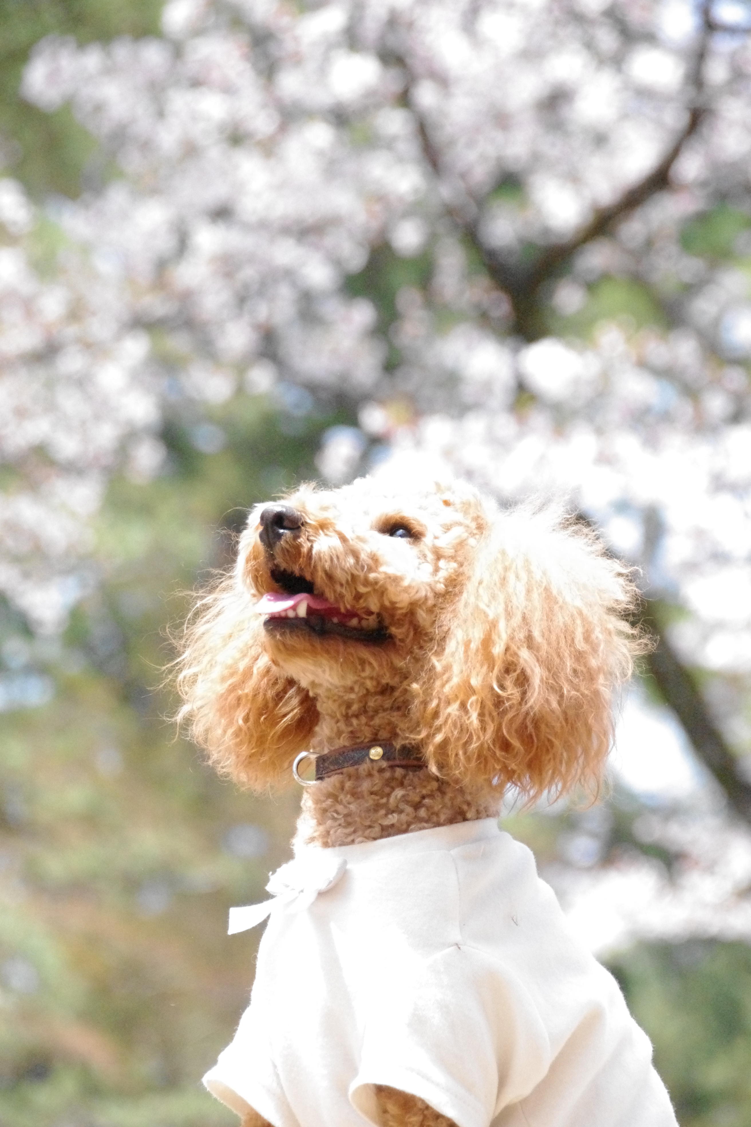 わんにゃんサイトの犬の写真