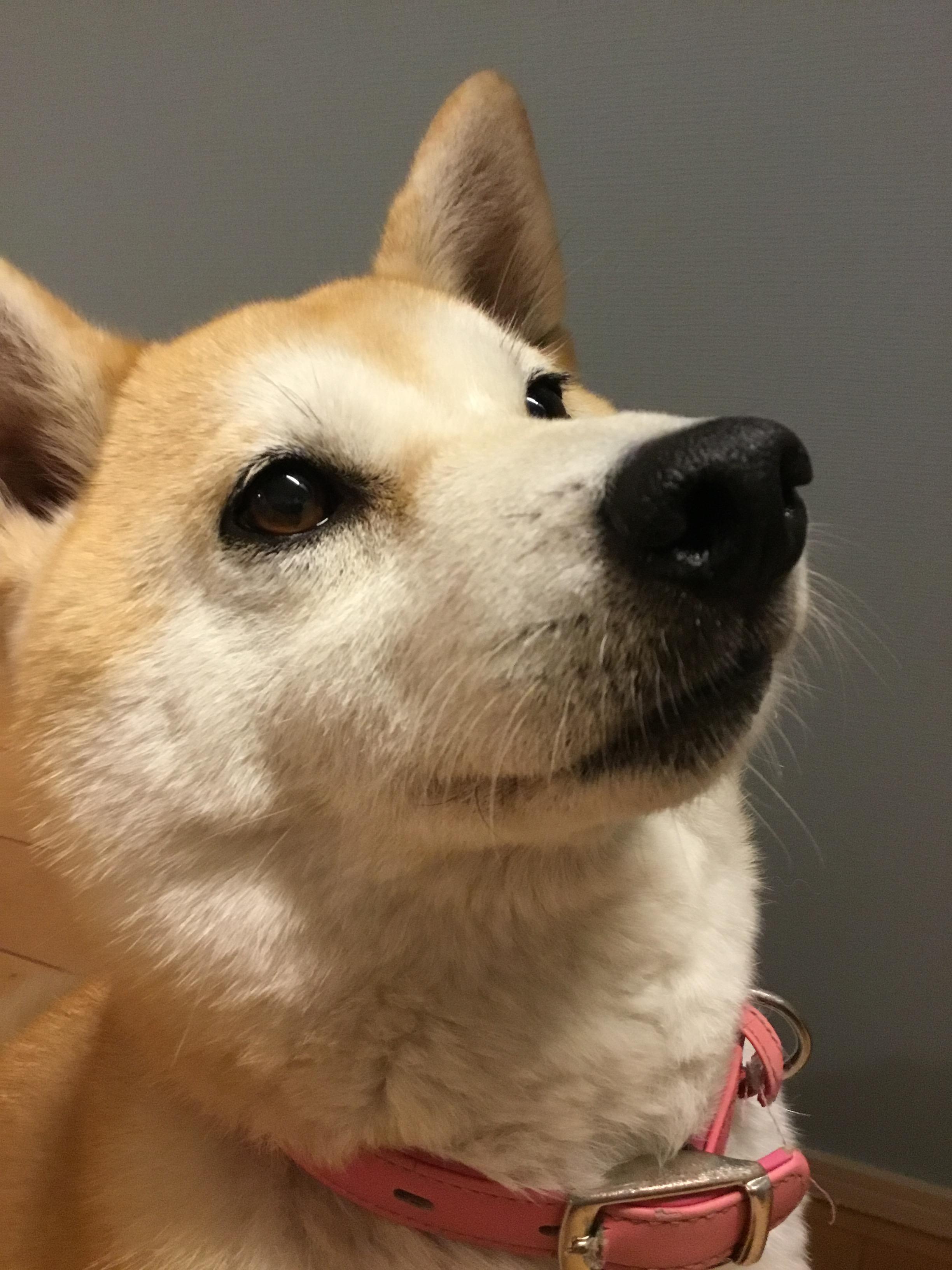 わんにゃんサイトの犬の写真