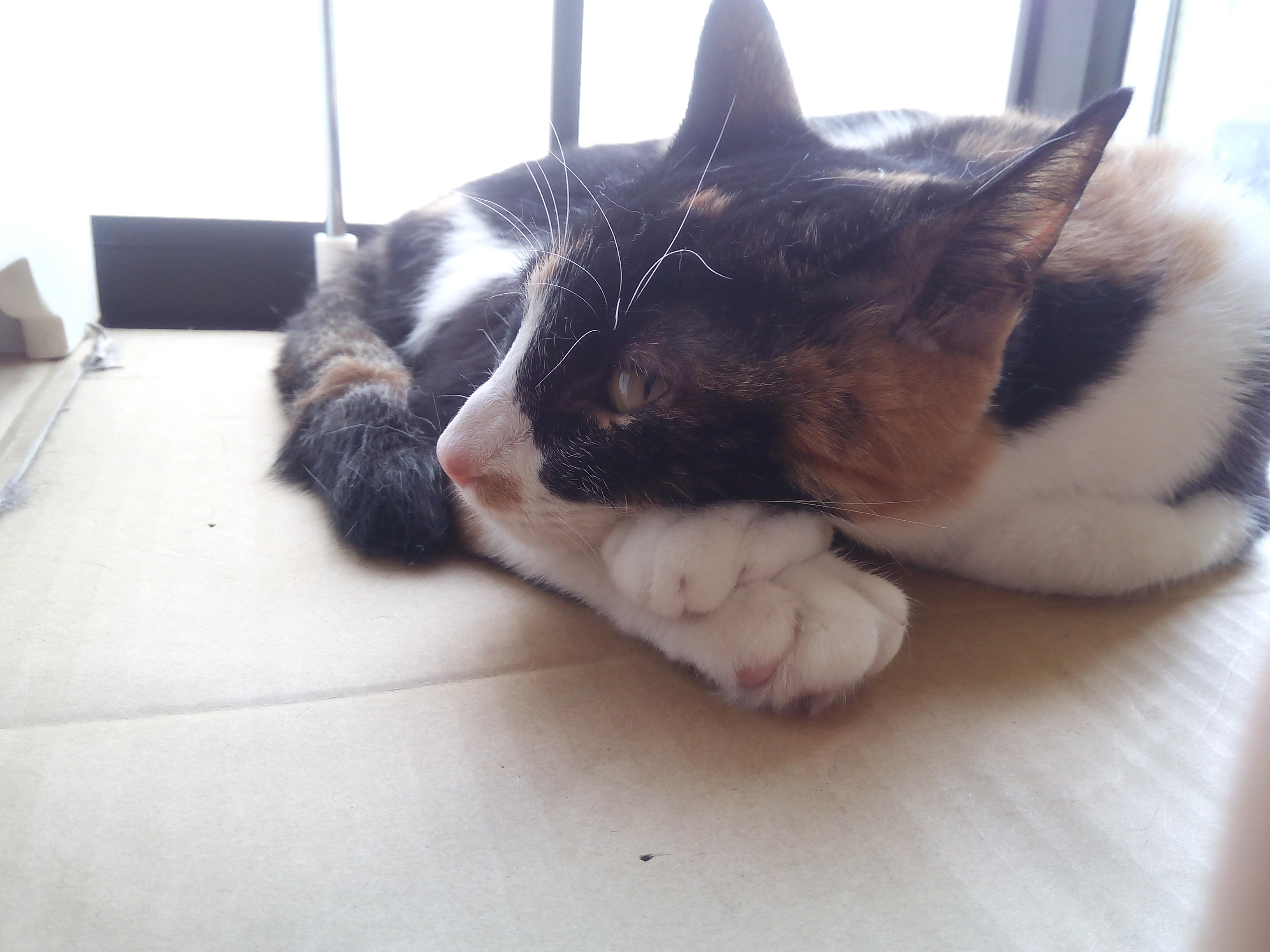 わんにゃんサイトの猫の写真