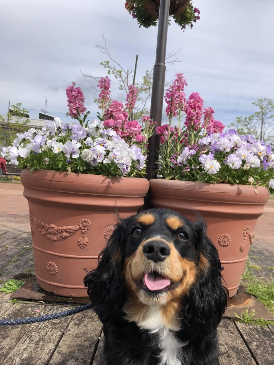 わんにゃんサイトの犬の写真