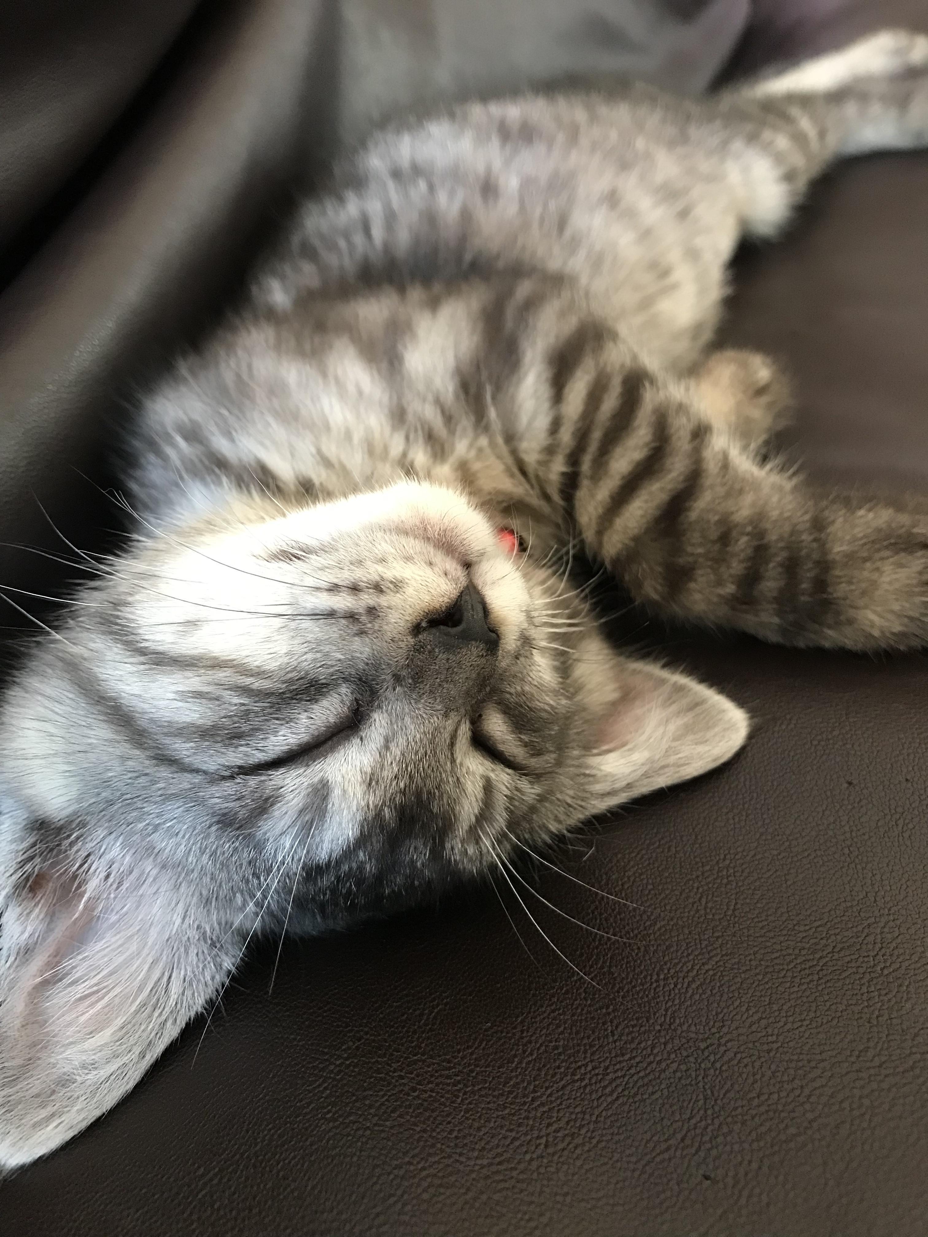 わんにゃんサイトの猫の写真