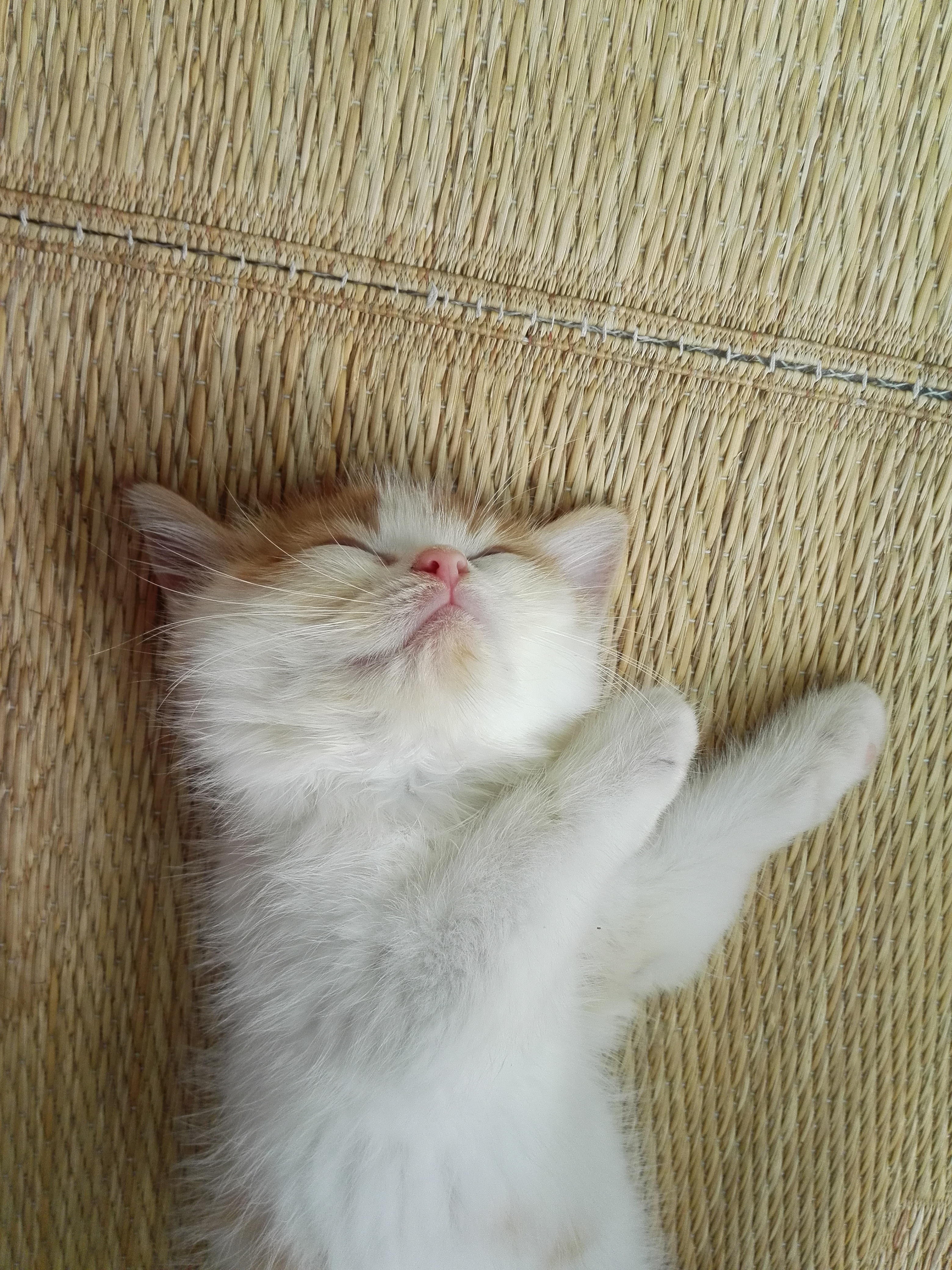 わんにゃんサイトの猫の写真